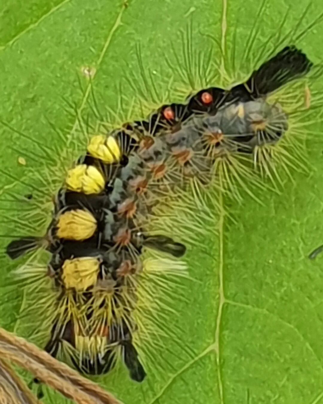 Valokuvaaja: Koskela-Lahtinen Marja-Liisa Valokuvaaja: Koskela-Lahtinen Marja-Liisa