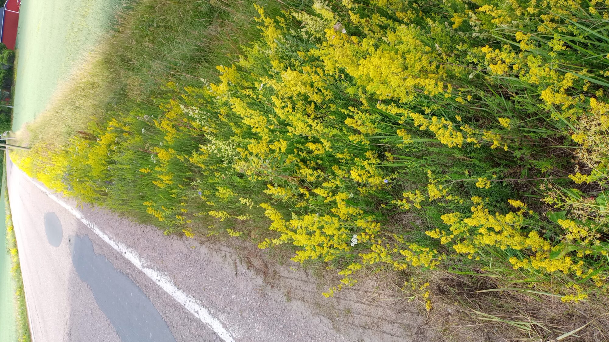 Valokuvaaja: Heli Lehtonen