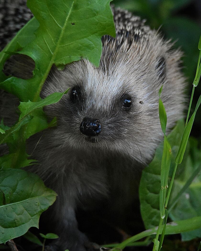 Valokuvaaja: Olli Inkinen / @eraopa_s_wildlife_photography