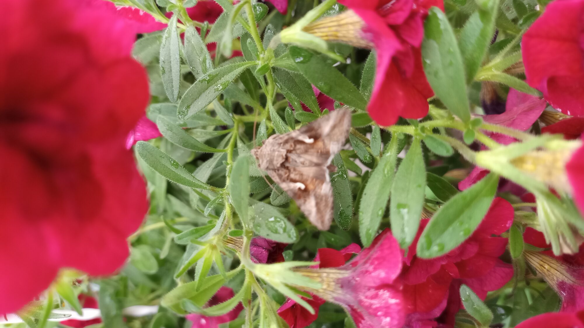 Valokuvaaja: Heli Lehtonen