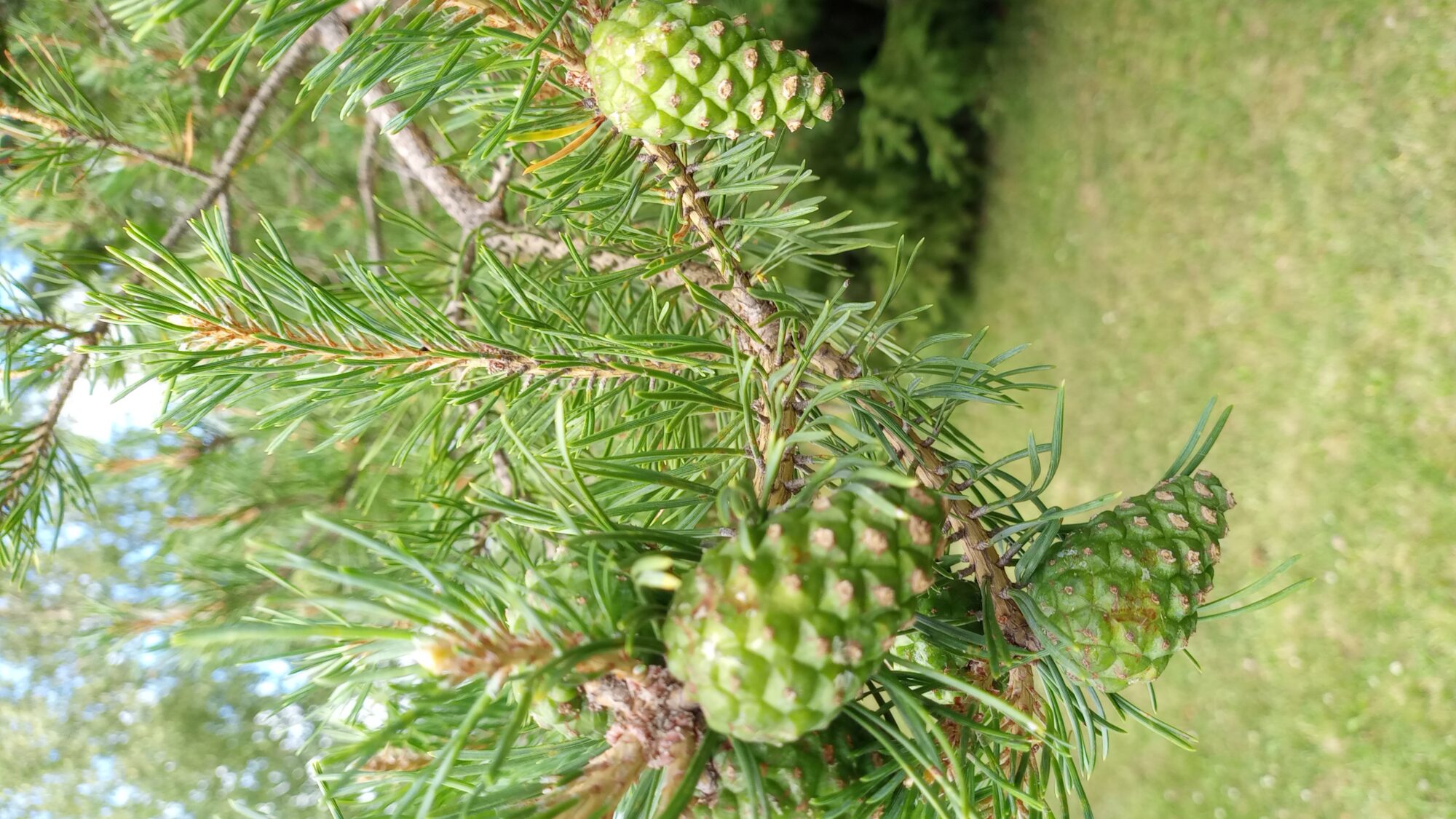 Valokuvaaja: Heli Lehtonen