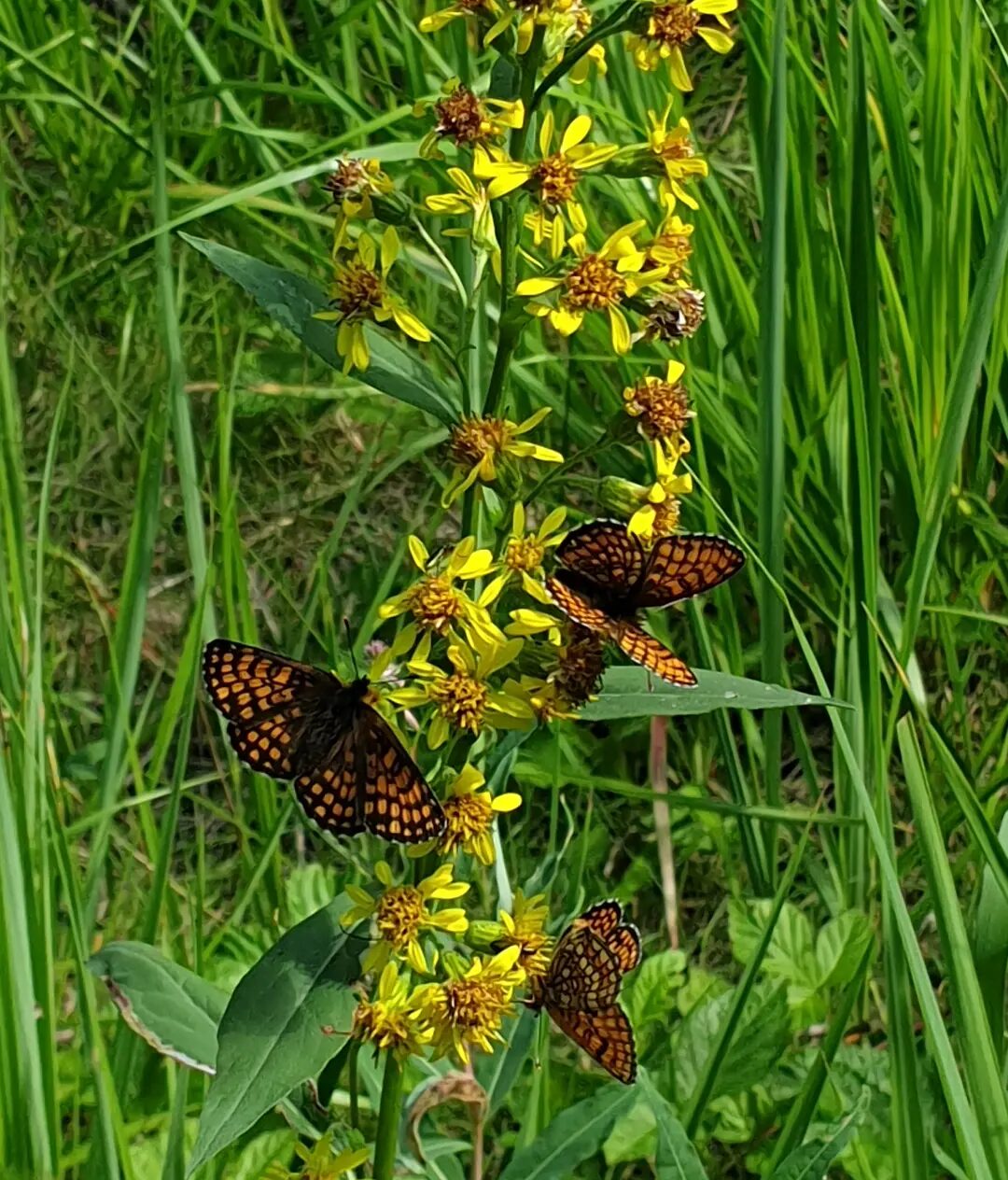 Valokuvaaja: Koskela-Lahtinen Marja-Liisa