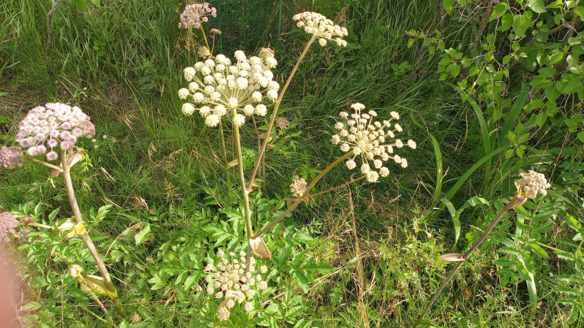 Valokuvaaja: Heli Lehtonen