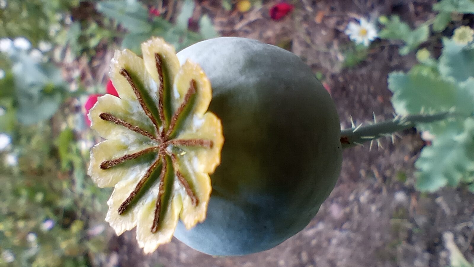 Valokuvaaja: Heli Lehtonen