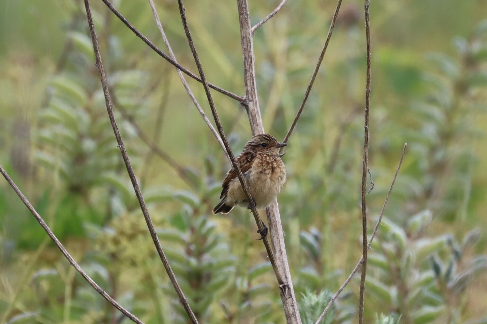 Valokuvaaja: Susanna Hannula