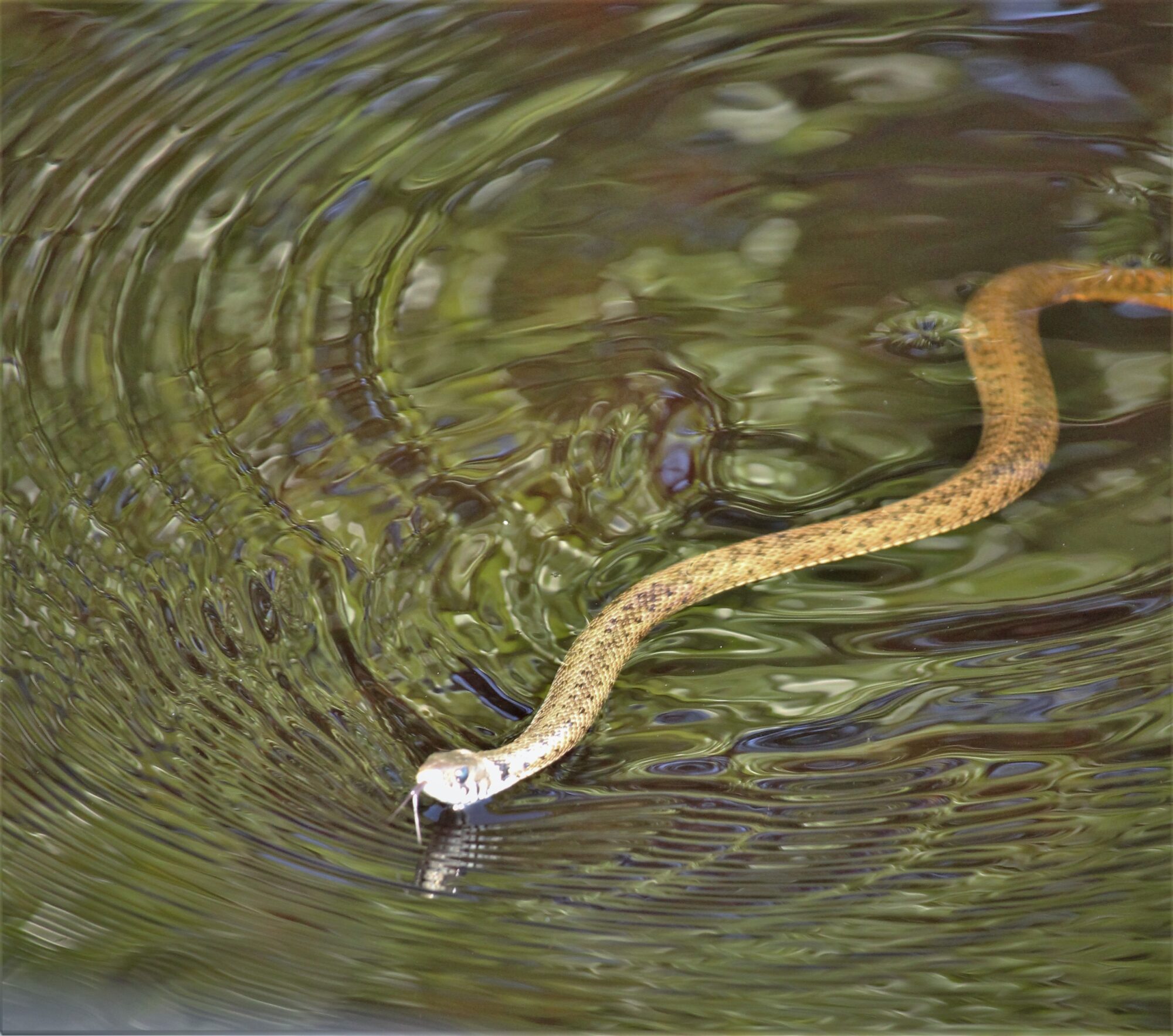 Valokuvaaja: Sari Salama