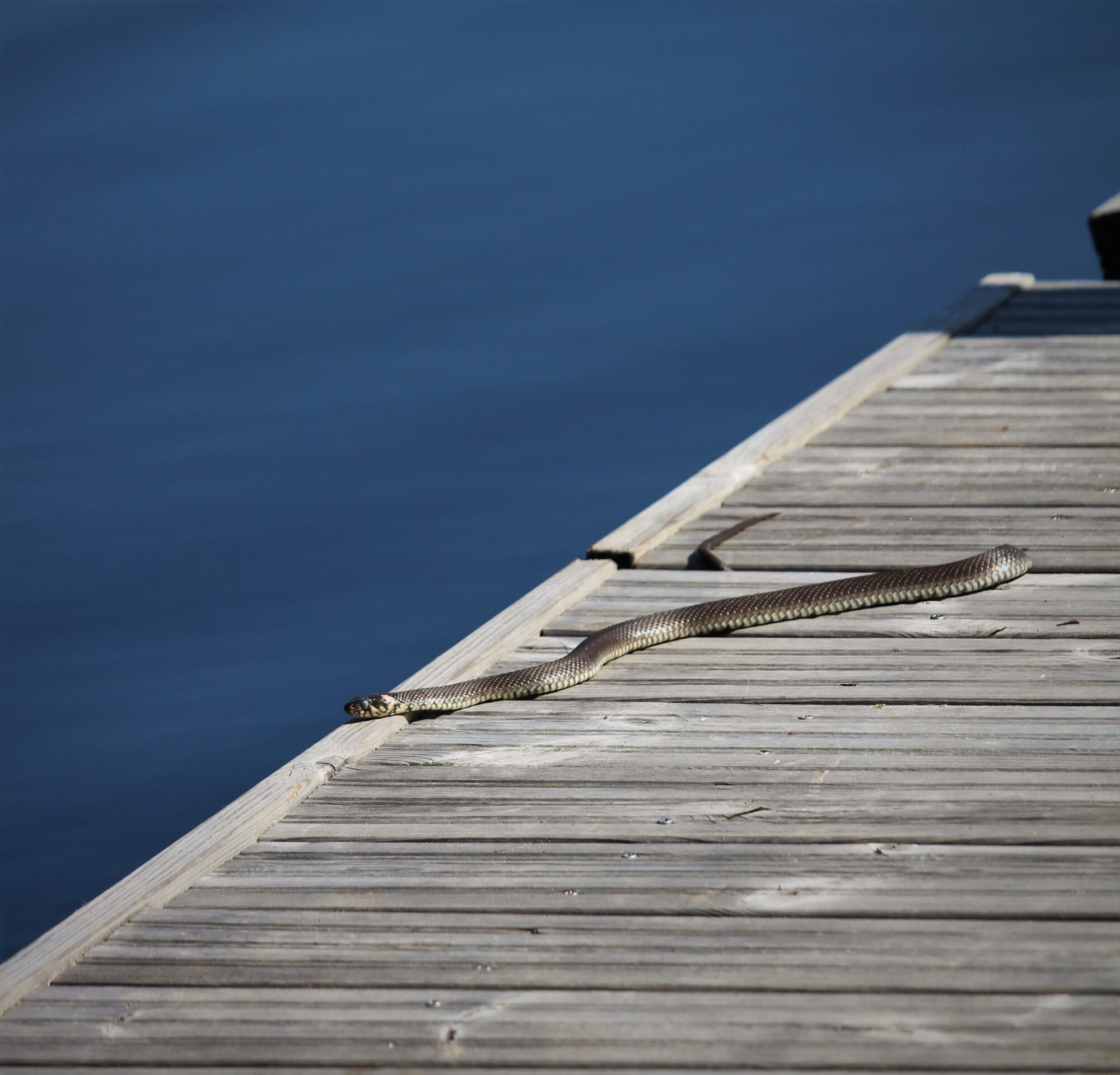 Valokuvaaja: Sari Salama