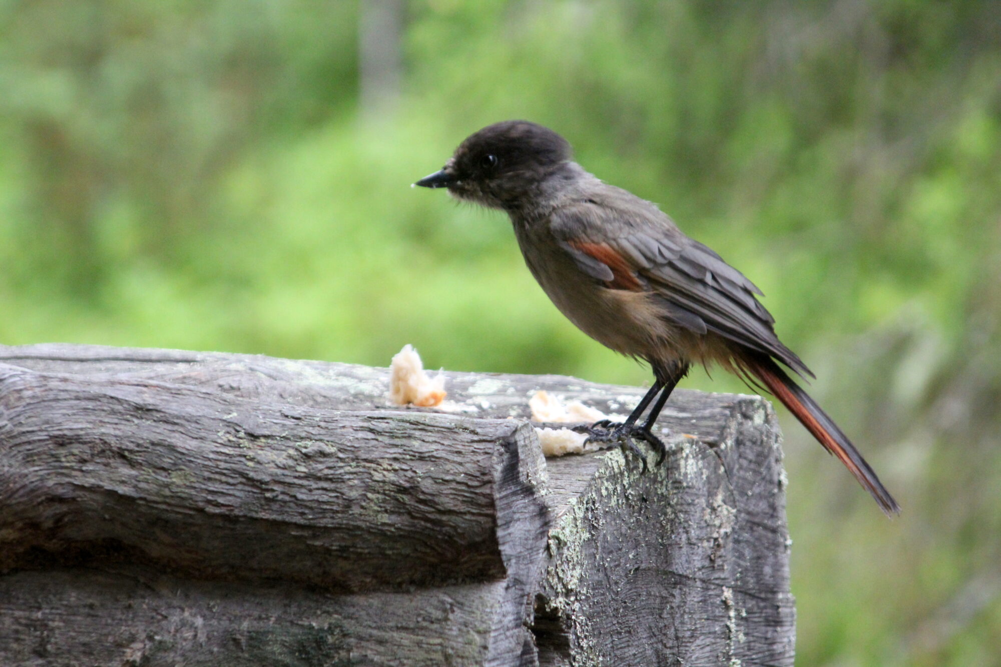 Valokuvaaja: Toni Asikainen
