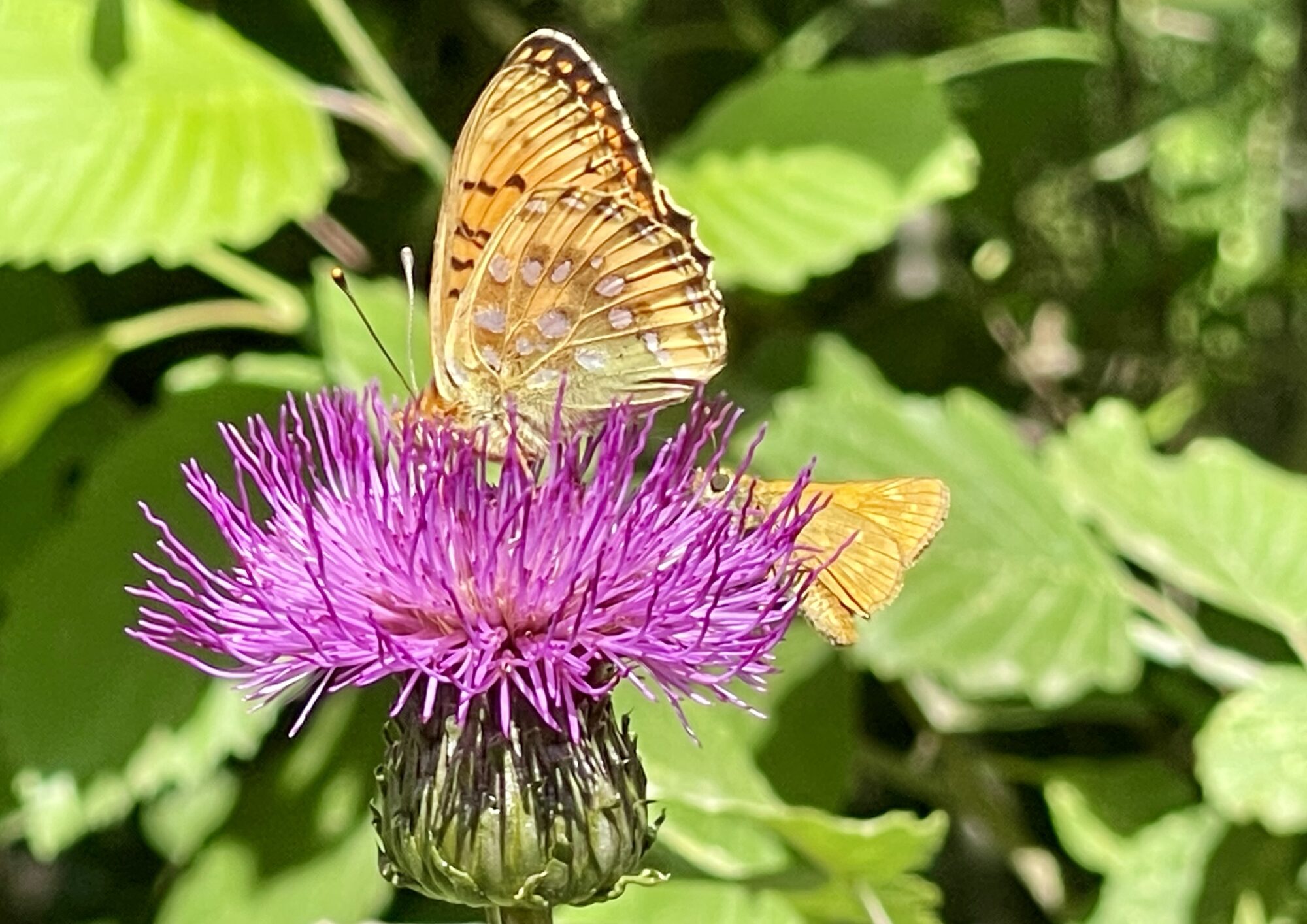 Valokuvaaja: Liisa Niiva-Korpela