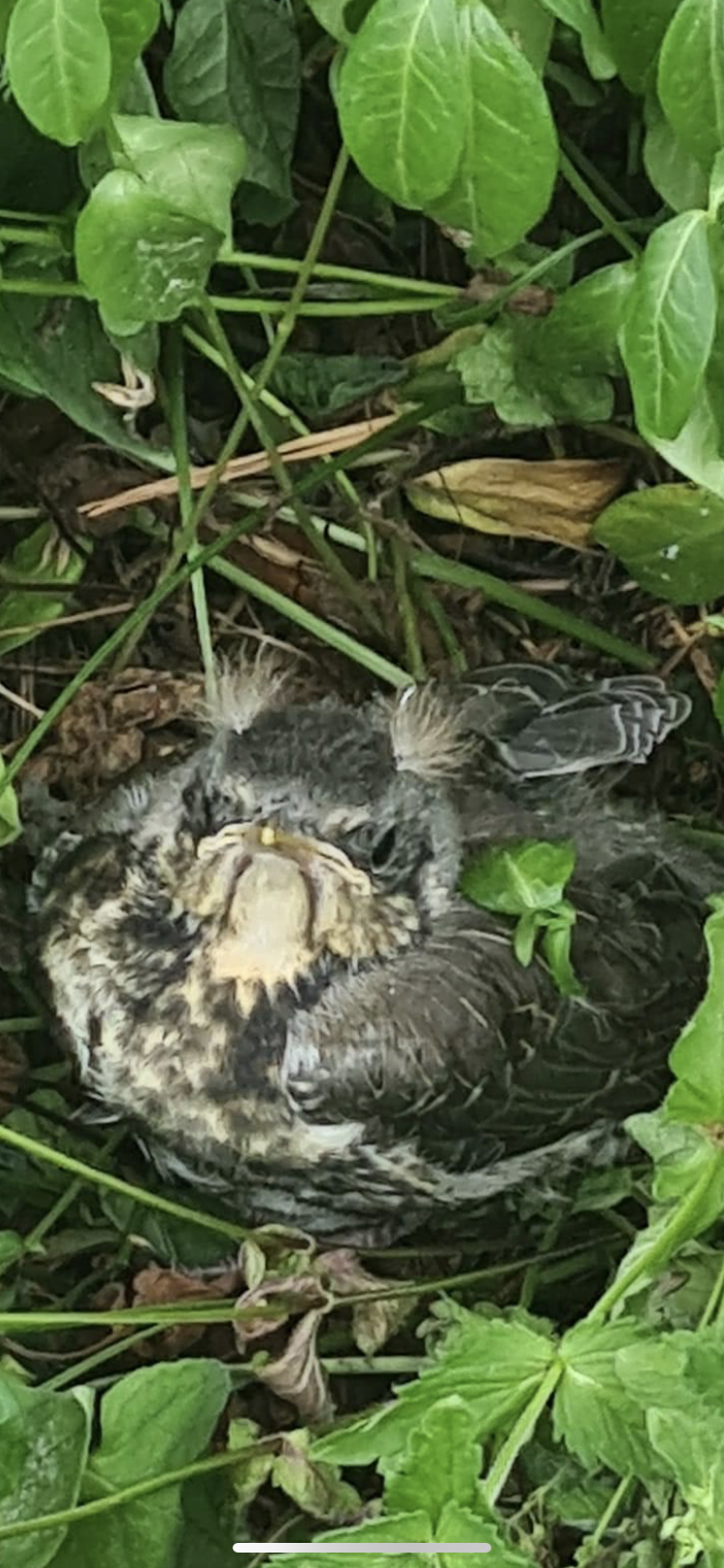 Valokuvaaja: Annikki Jaakkola