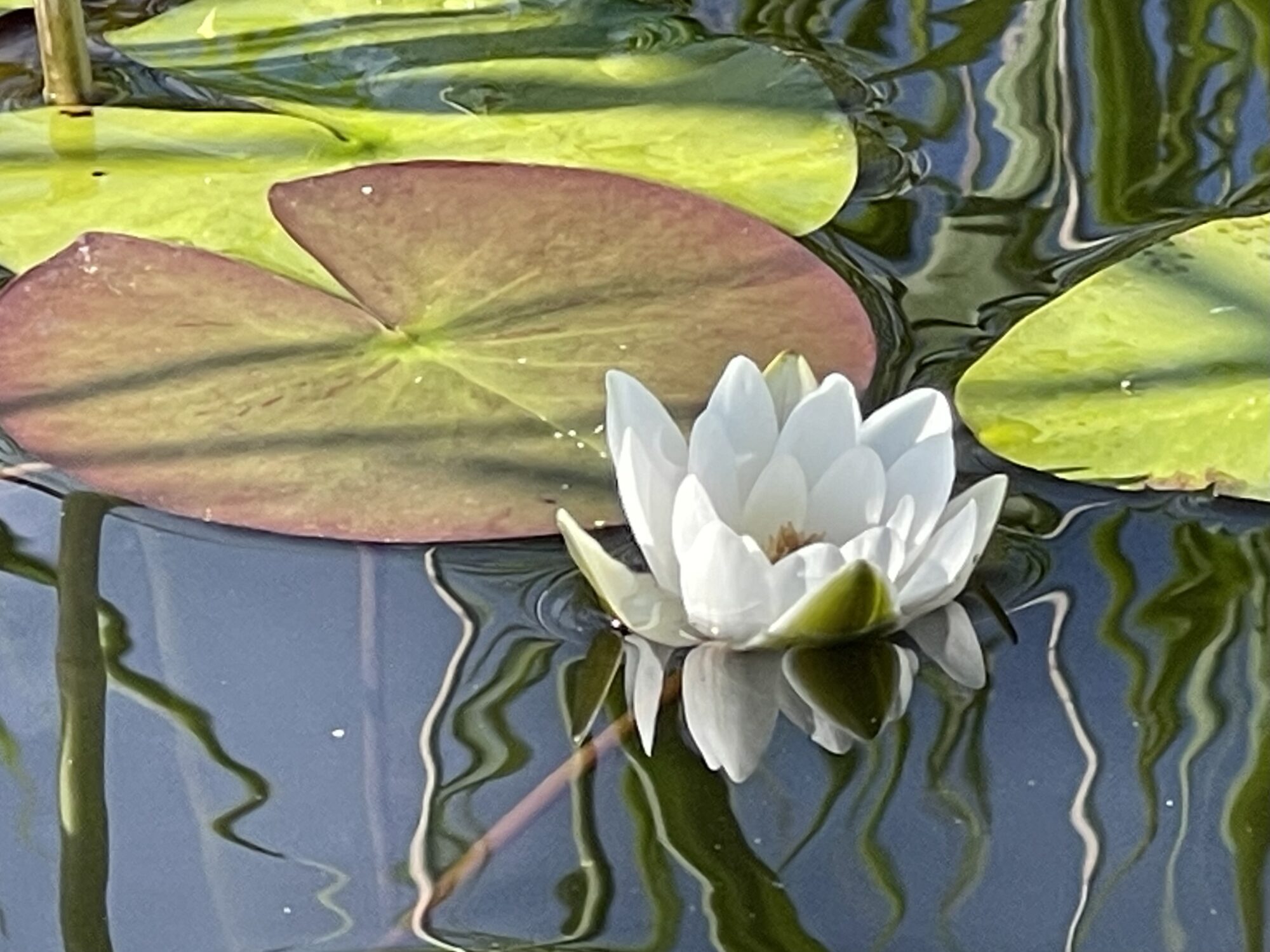 Valokuvaaja: Liisa Niiva-Korpela