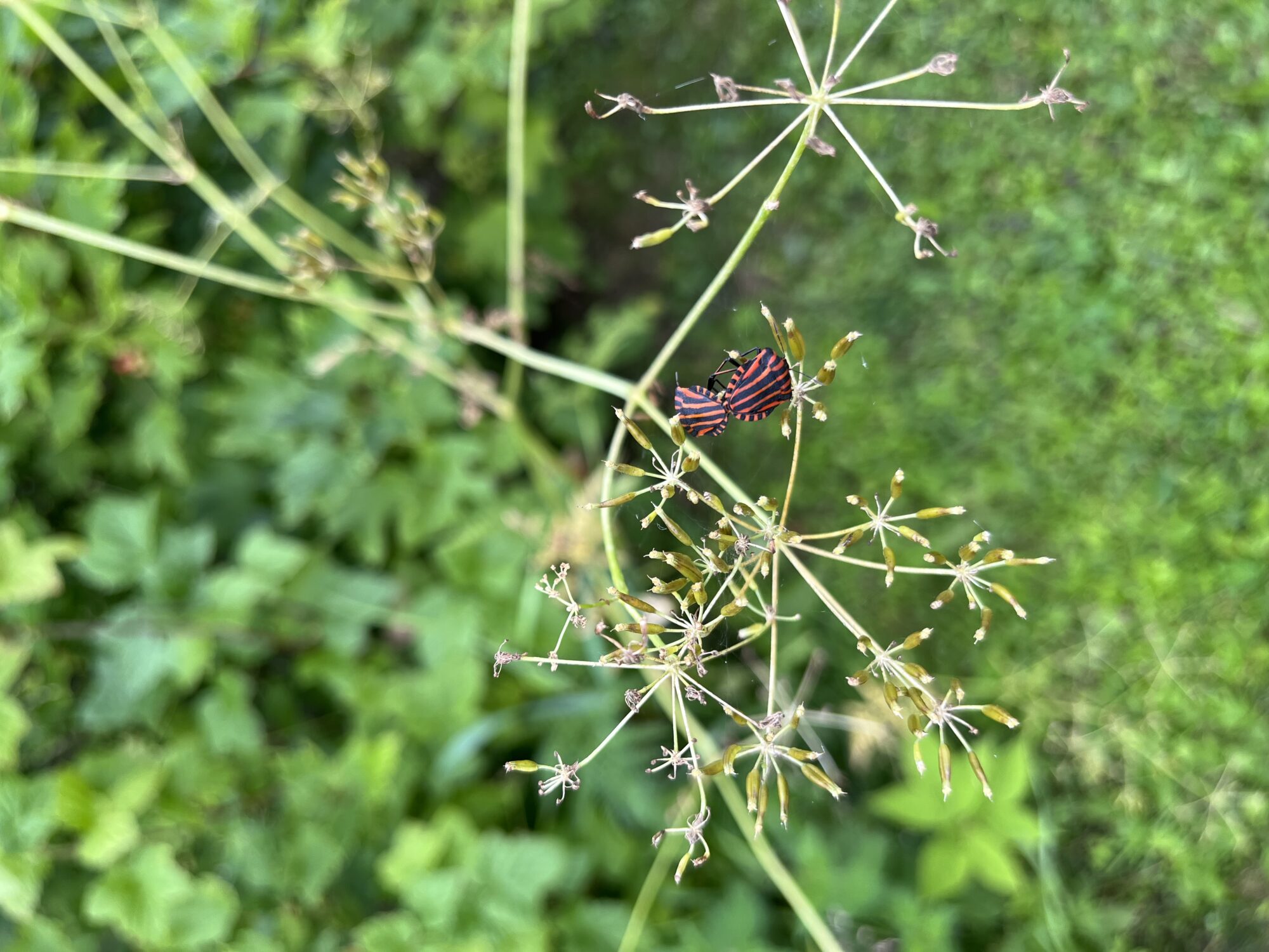 Valokuvaaja: Outi Ruohola