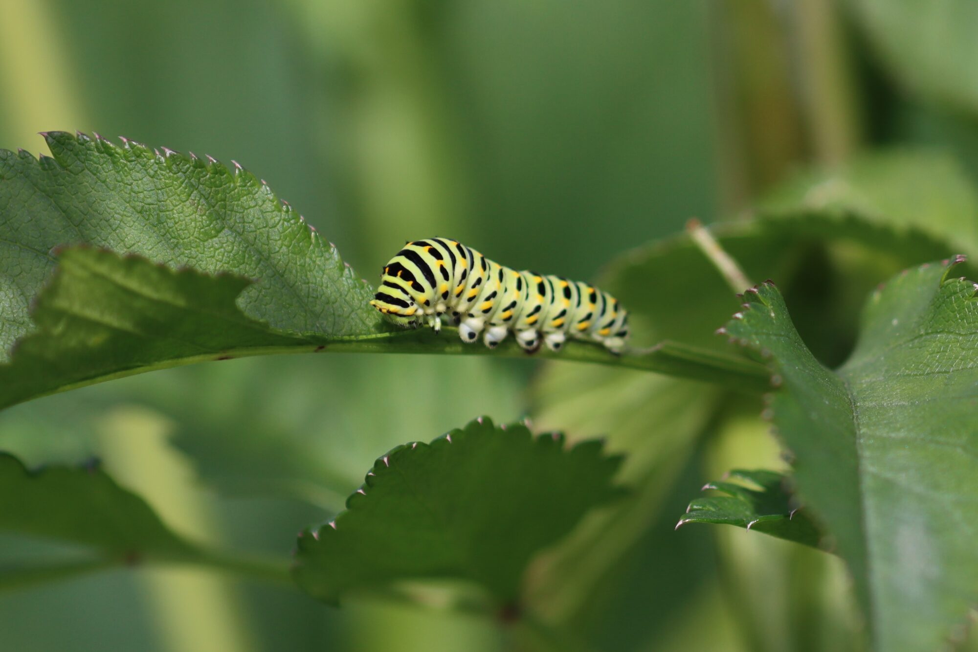 Valokuvaaja: Susanna Hannula