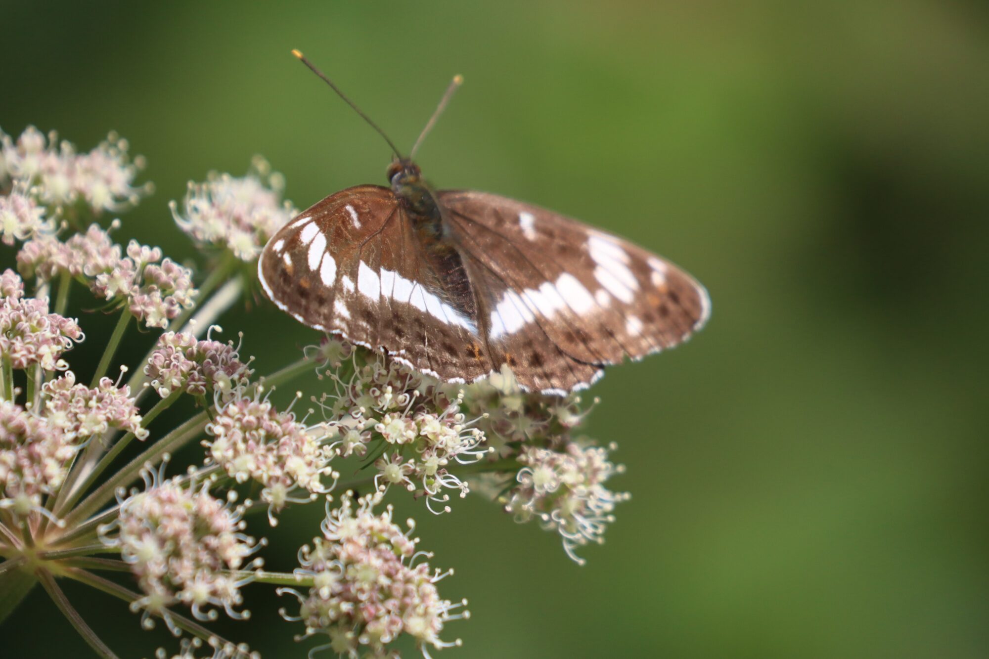 Valokuvaaja: Susanna Hannula