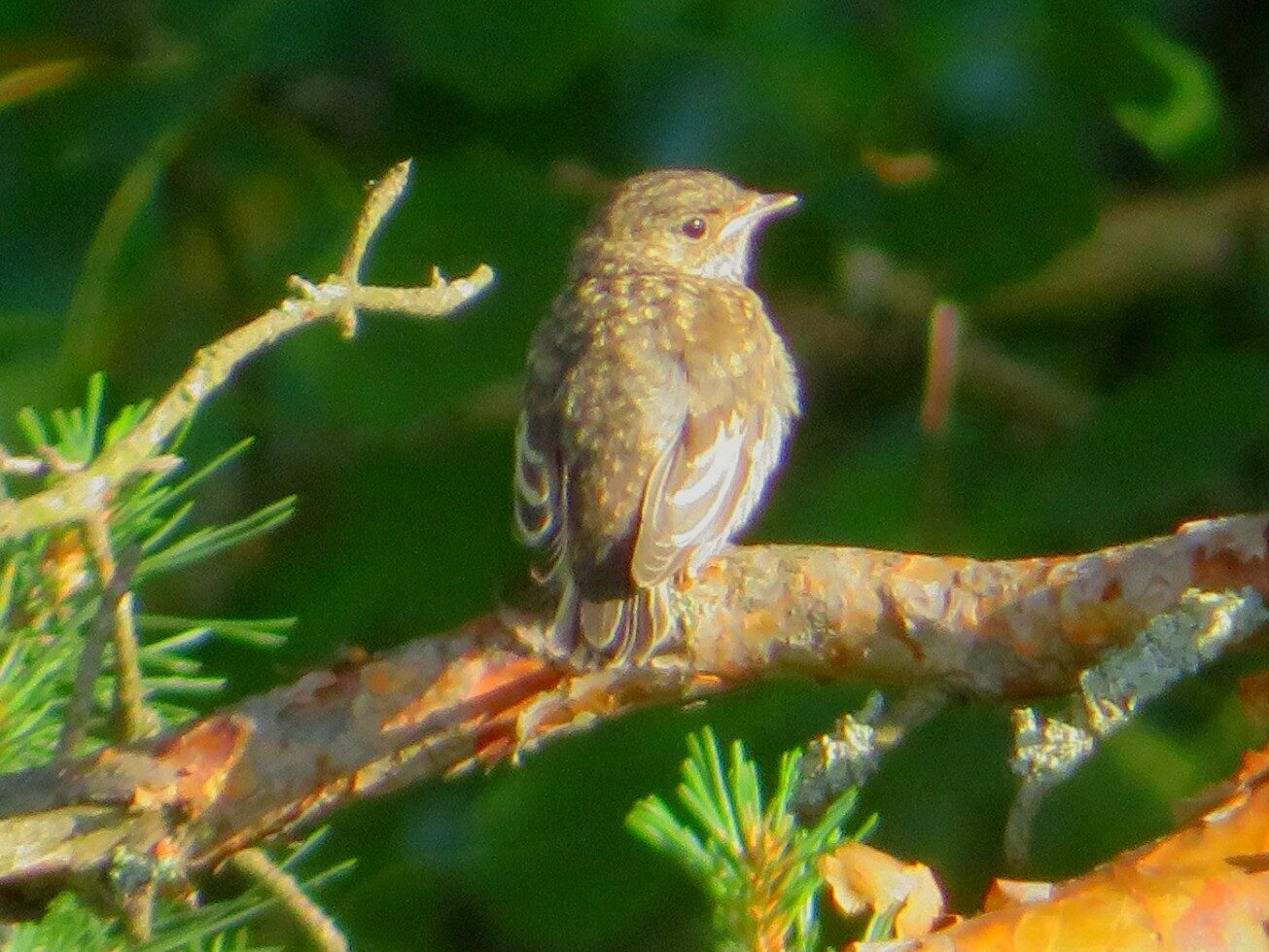 Valokuvaaja: Risto Kangassalo