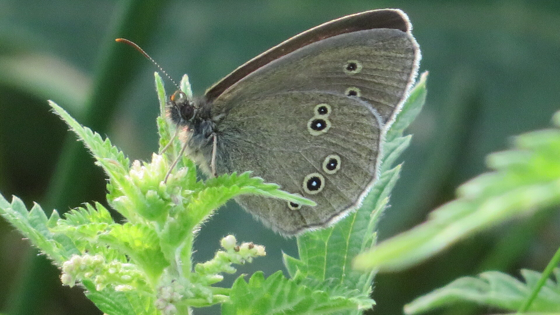 Valokuvaaja: Risto Kangassalo