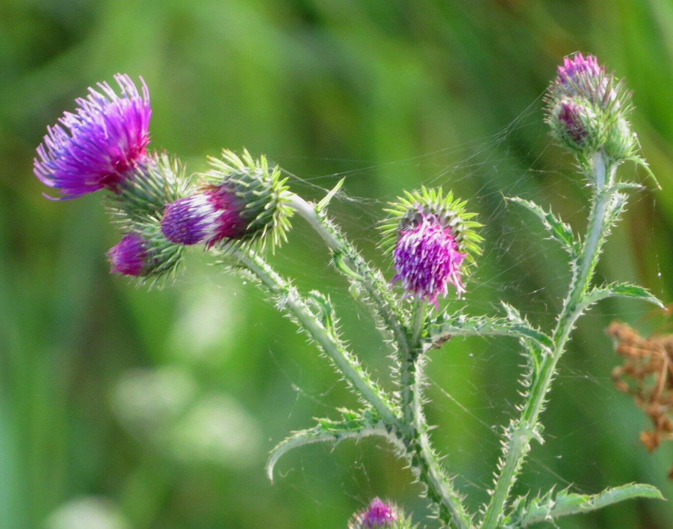 Valokuvaaja: Risto Kangassalo