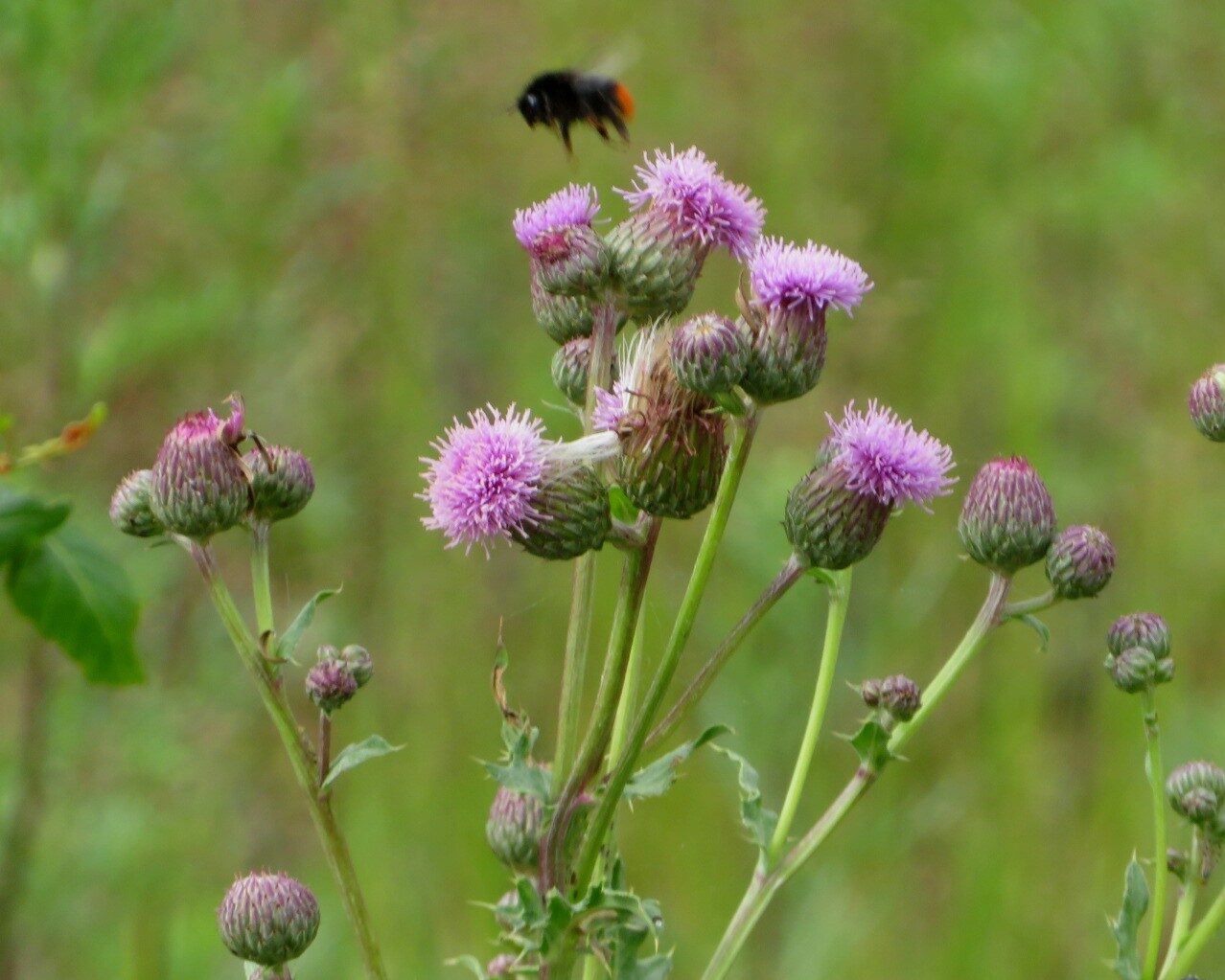 Valokuvaaja: Risto Kangassalo