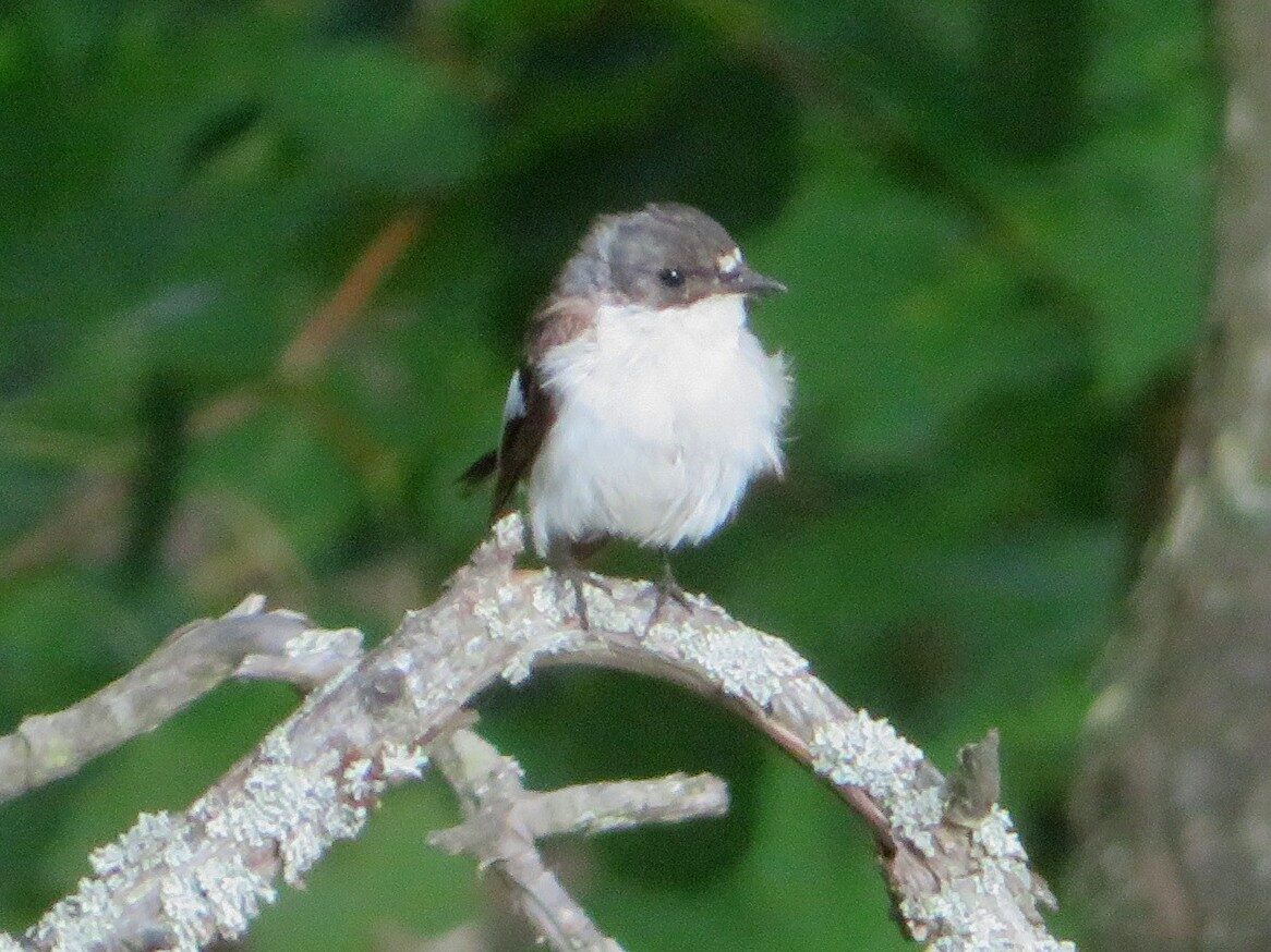 Valokuvaaja: Risto Kangassalo