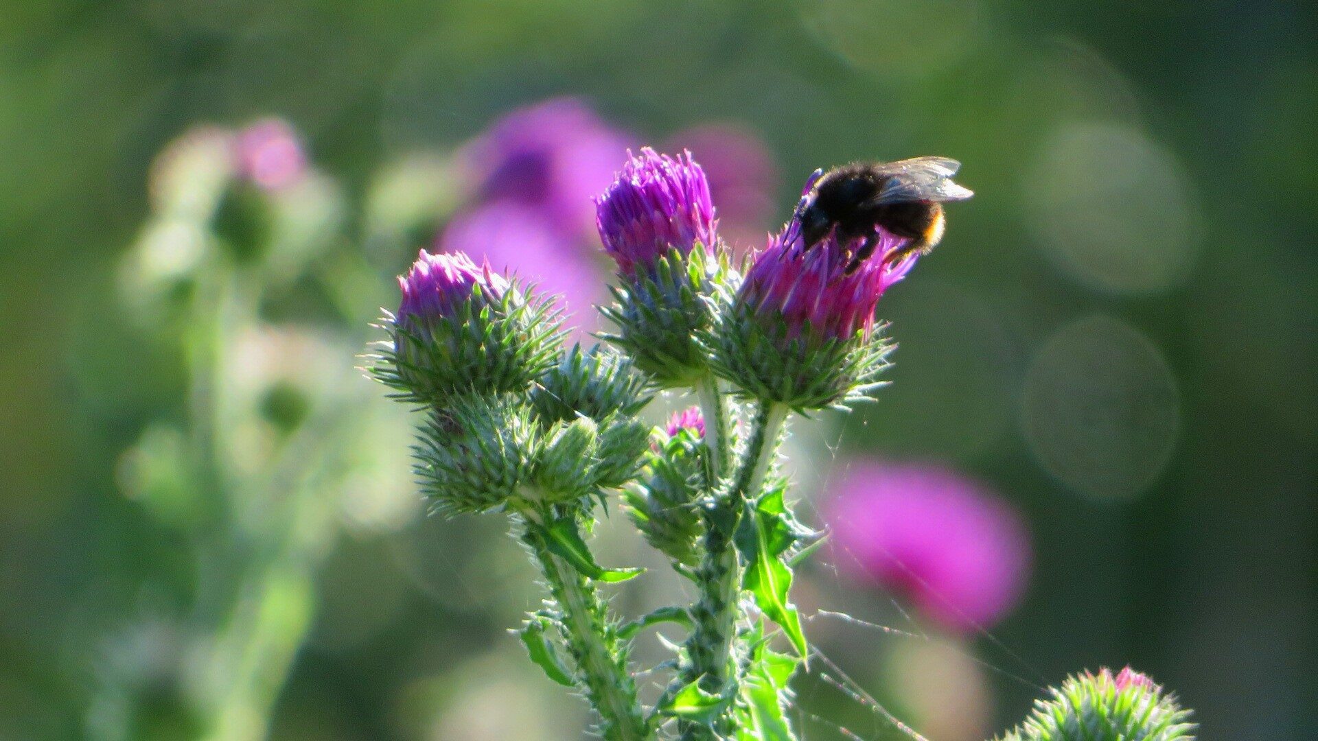 Valokuvaaja: Risto Kangassalo