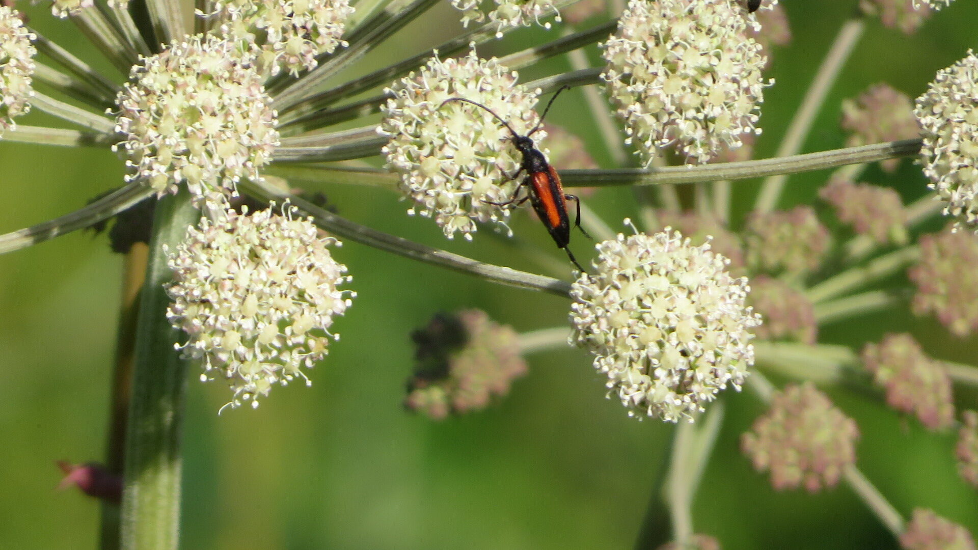 Valokuvaaja: Risto Kangassalo