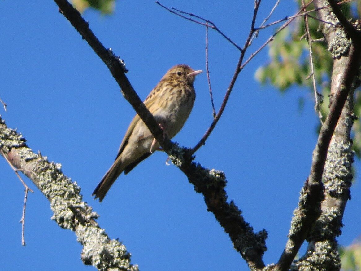Valokuvaaja: Risto Kangassalo Valokuvaaja: Risto Kangassalo