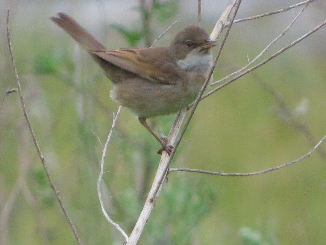 Valokuvaaja: Risto Kangassalo