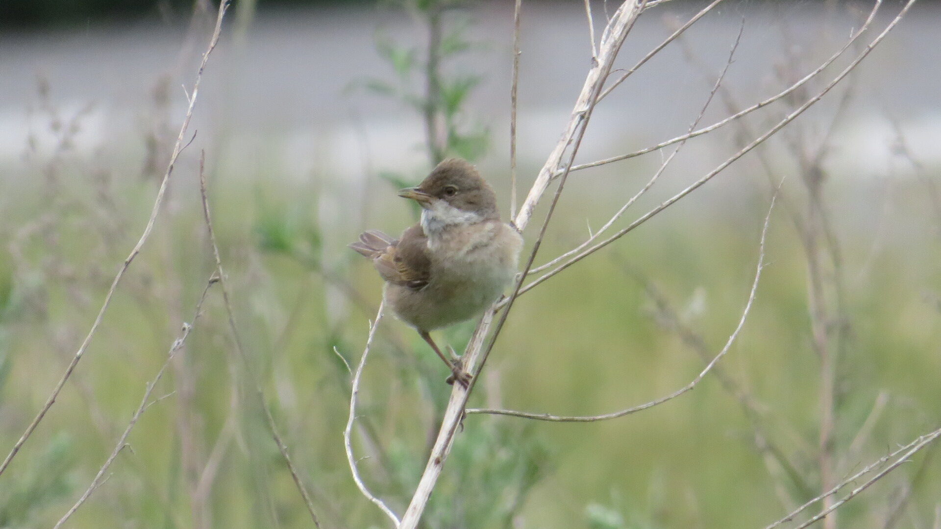 Valokuvaaja: Risto Kangassalo