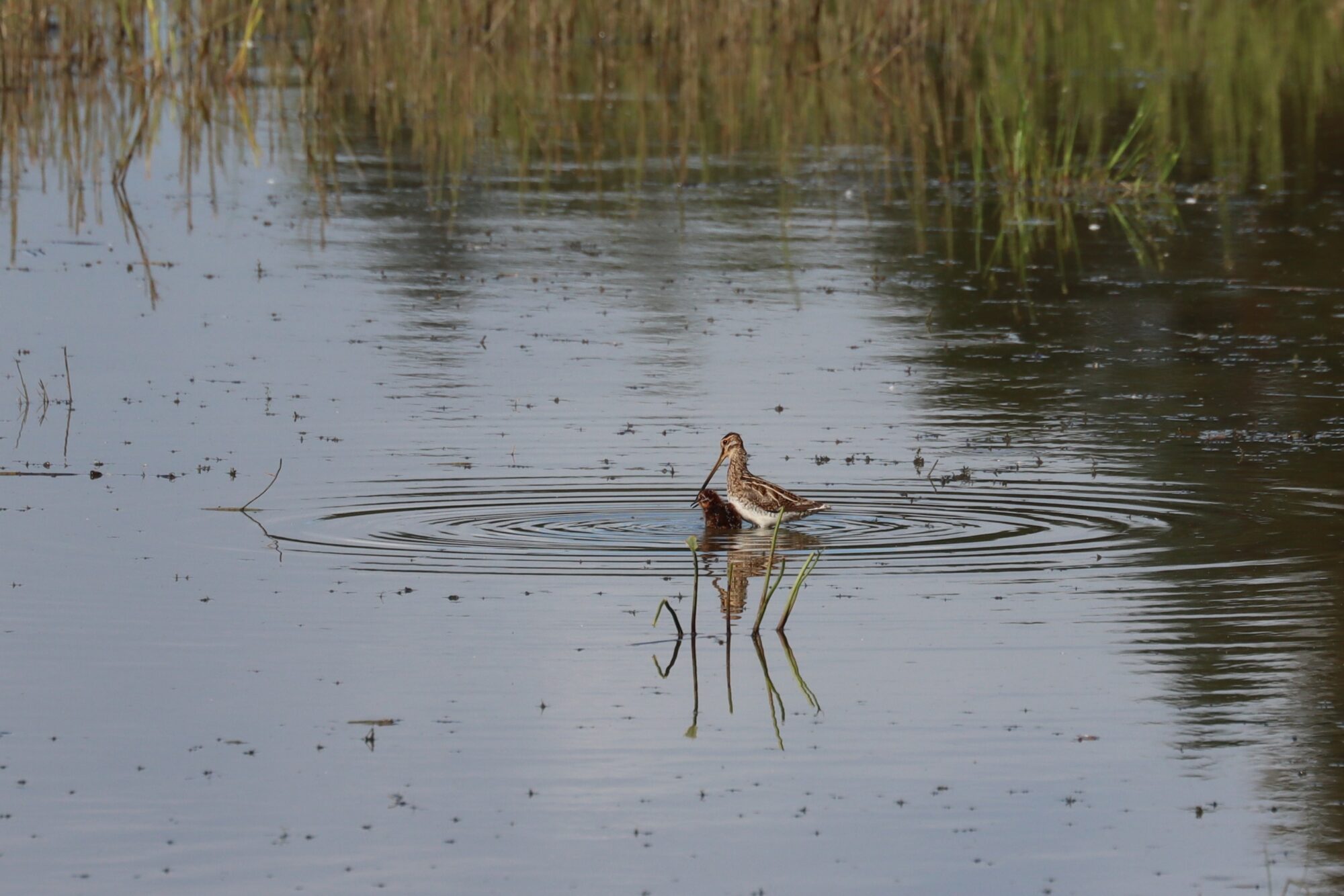 Valokuvaaja: Susanna Hannula