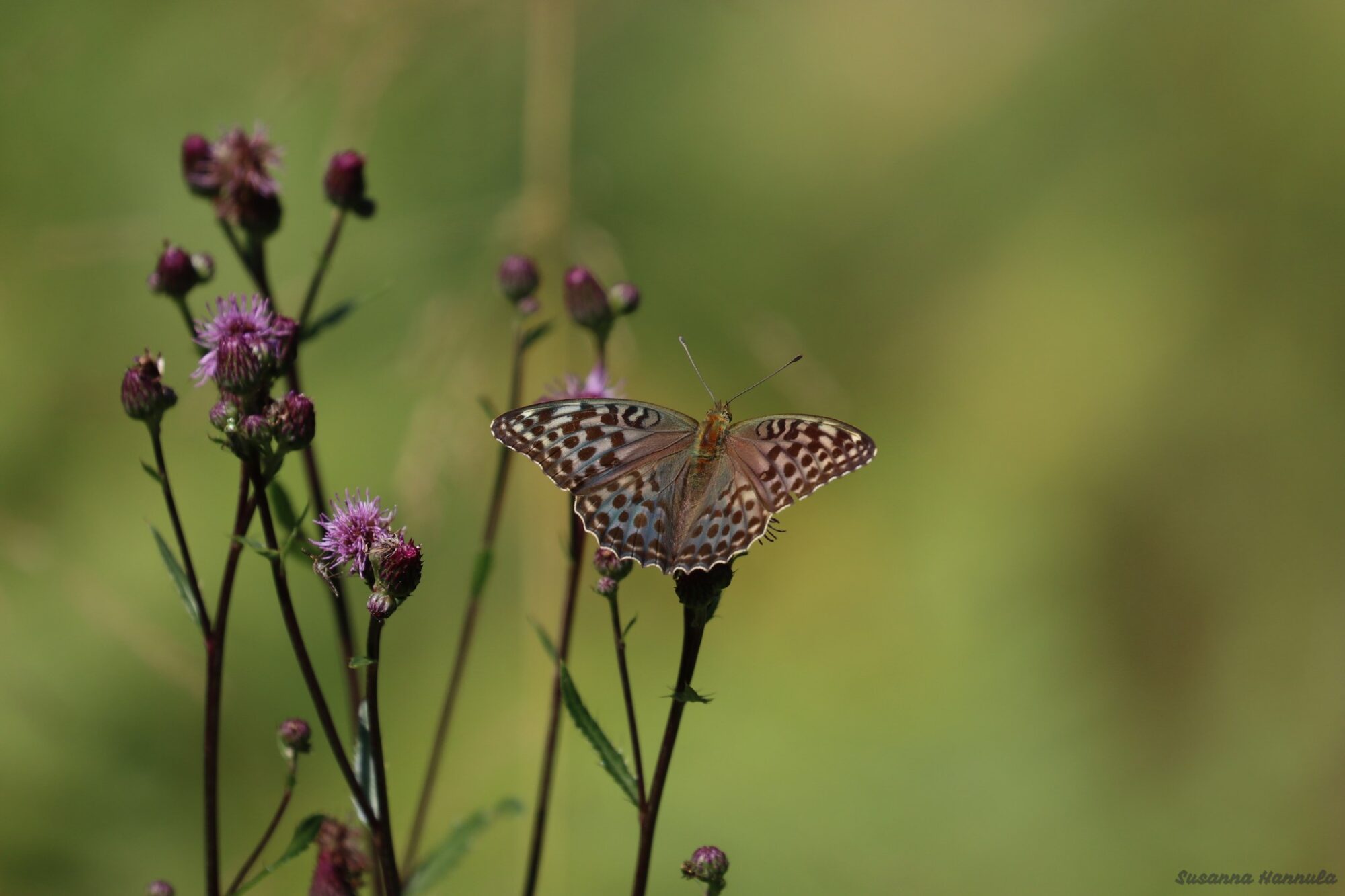 Valokuvaaja: Susanna Hannula