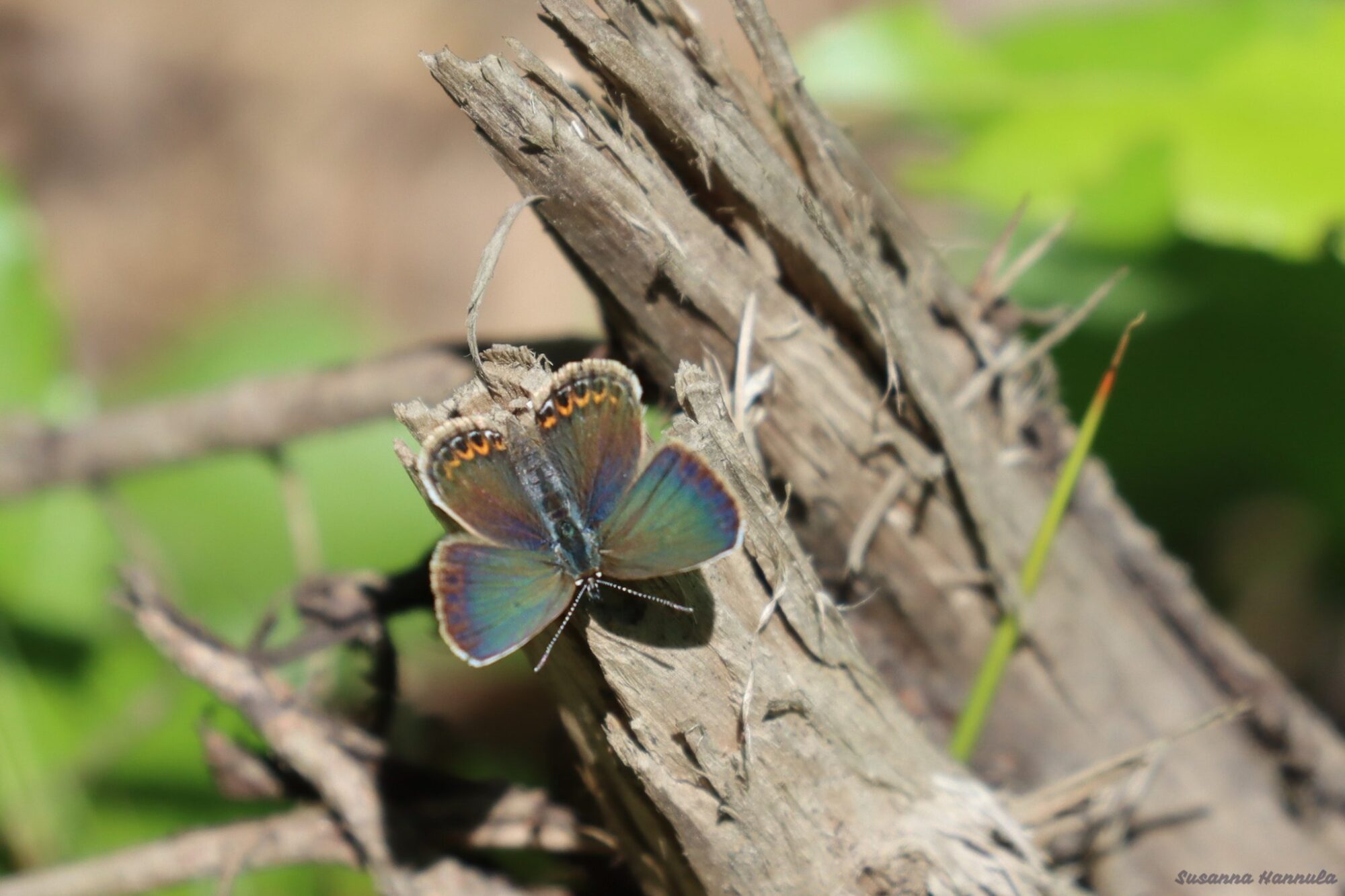 Valokuvaaja: Susanna Hannula