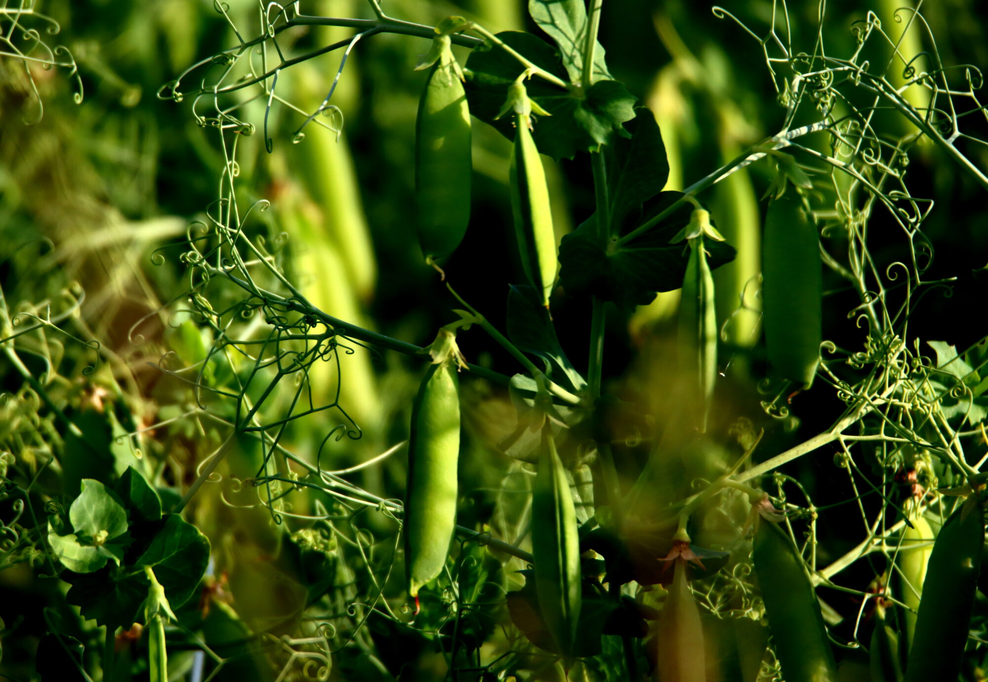 Valokuvaaja: Irja Lehtinen