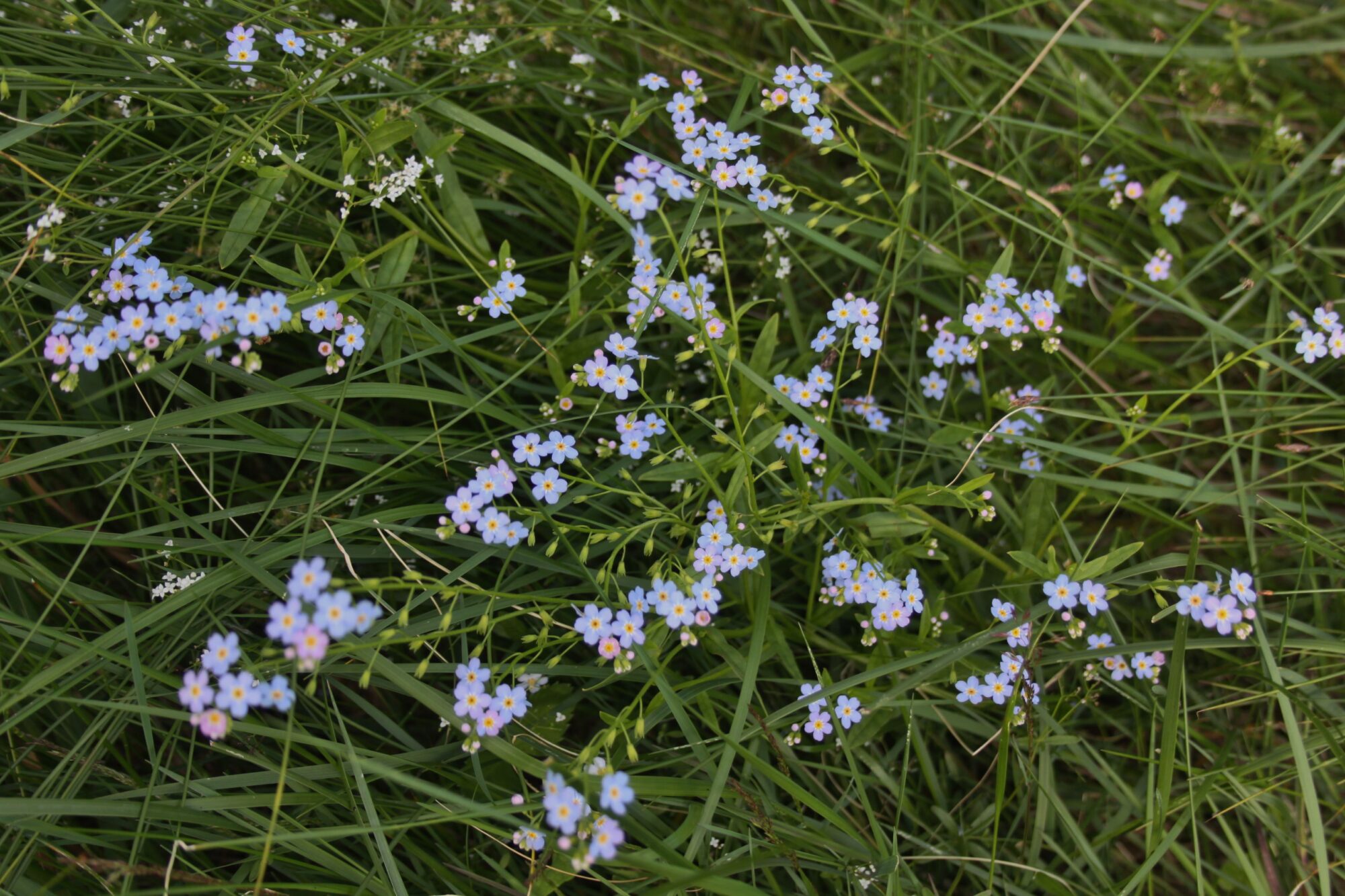 Valokuvaaja: Pirkko Siukonen