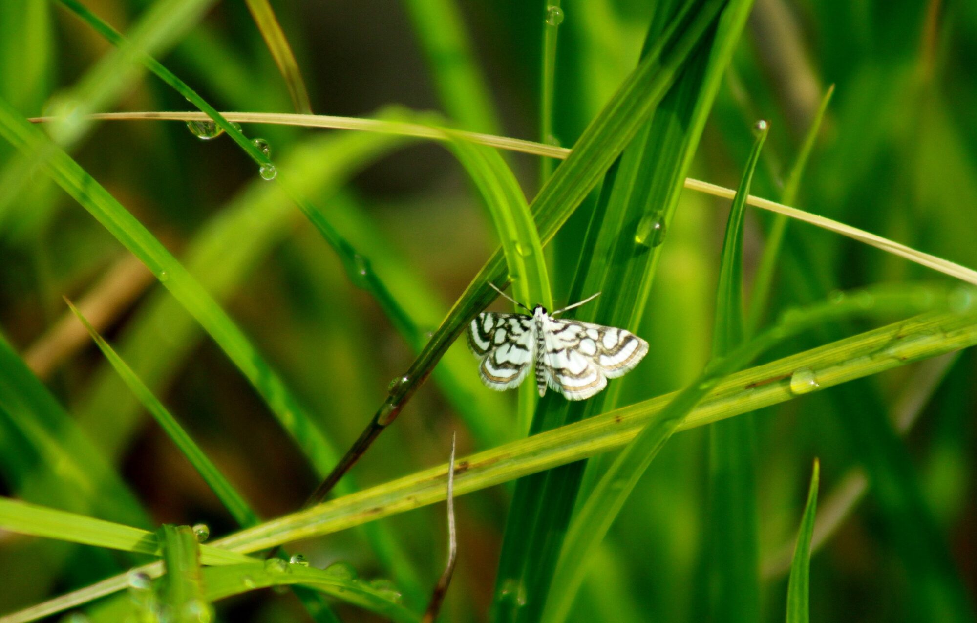 Valokuvaaja: Pirkko Siukonen