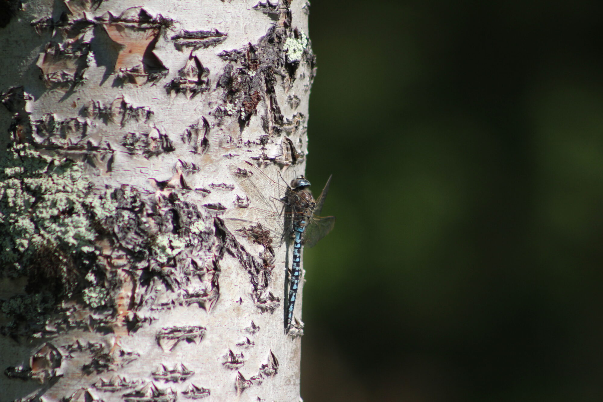 Valokuvaaja: Lisa Aarnio