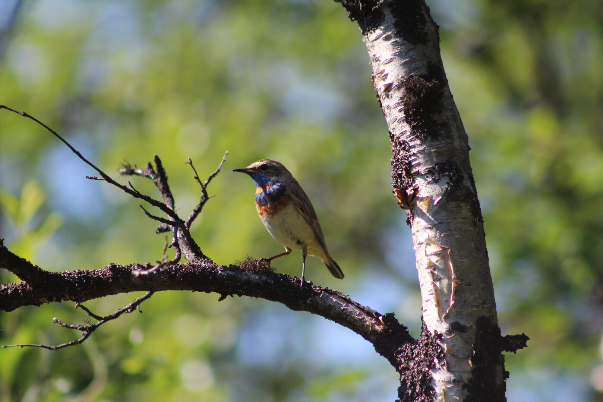 Valokuvaaja: Lisa Aarnio