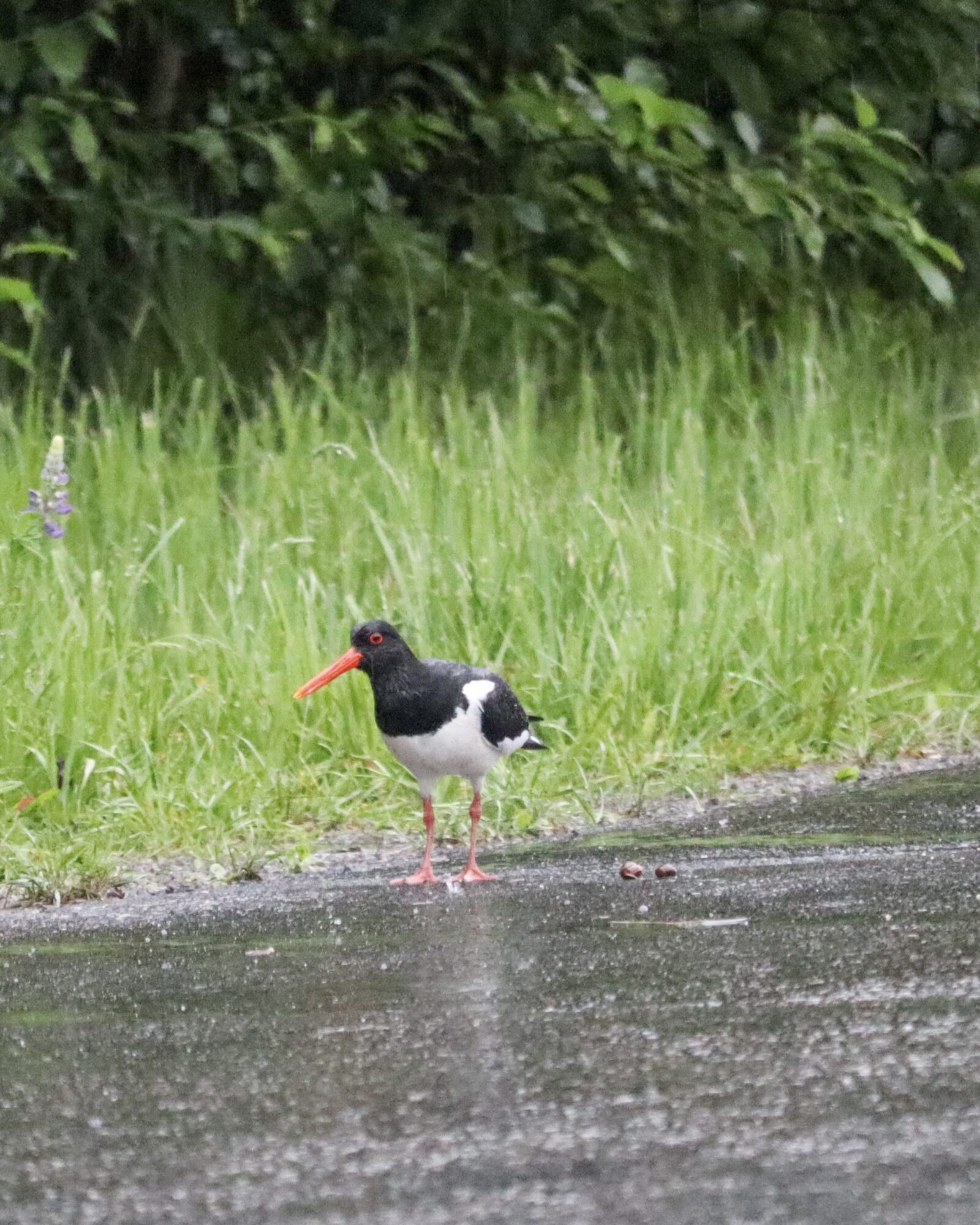 Valokuvaaja: Katri Alanne