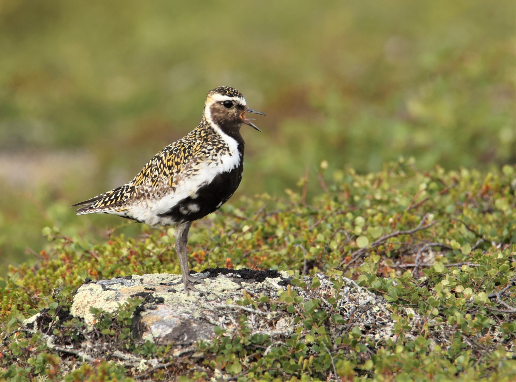 Valokuvaaja: Kaarina Heiskanen