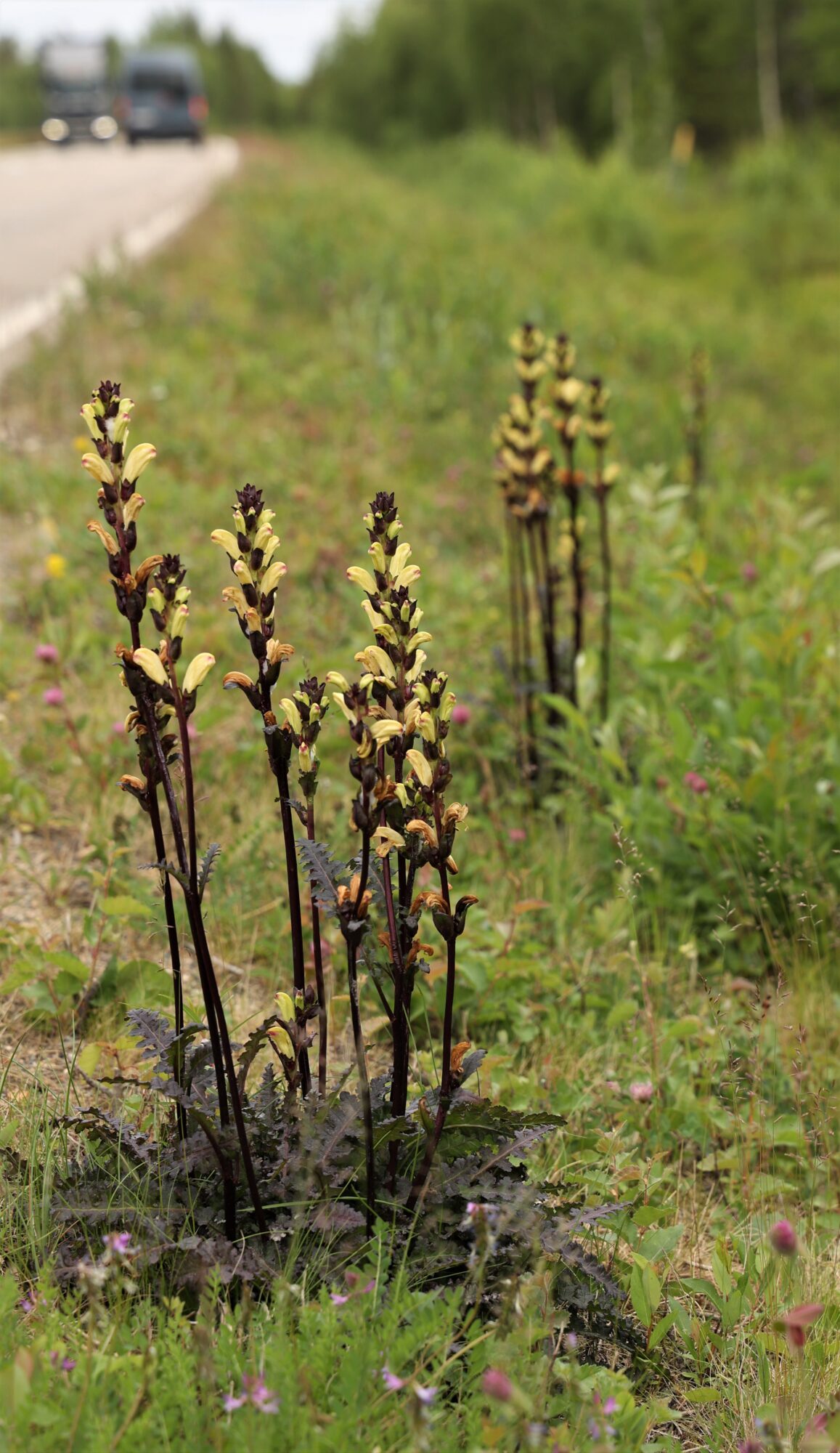 Valokuvaaja: Kaarina Heiskanen