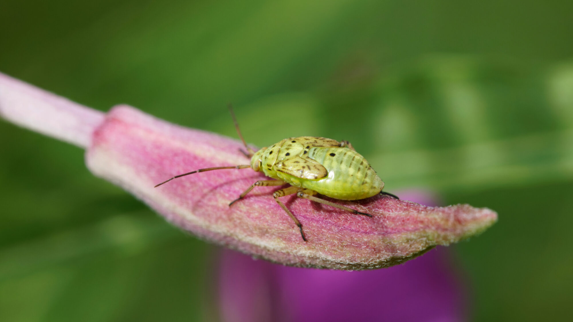 Valokuvaaja: TOMMI KUJALA