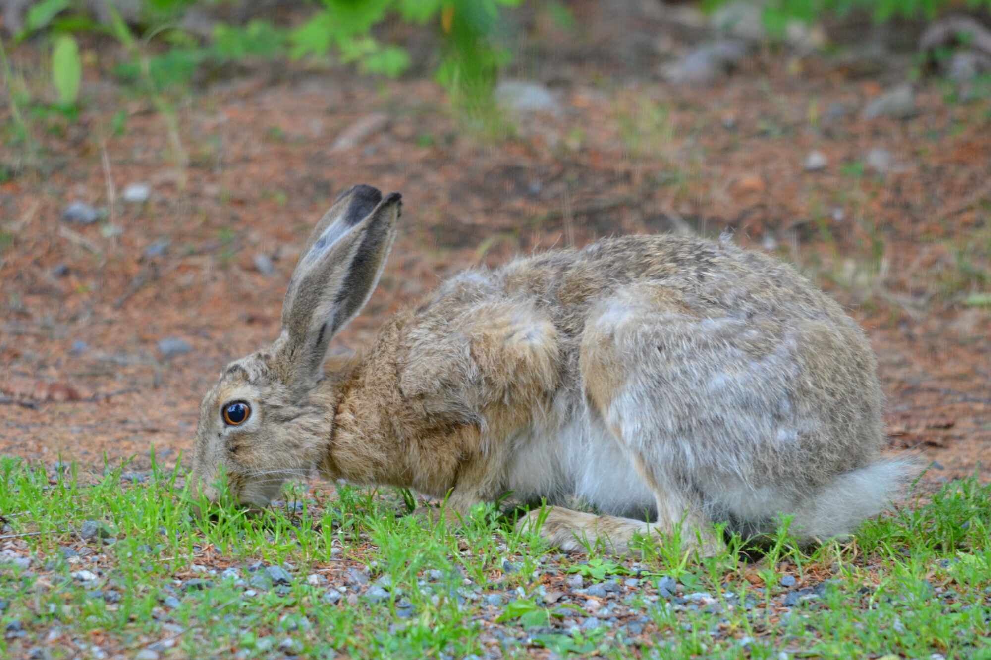 Valokuvaaja: Kaarlo Asikainen