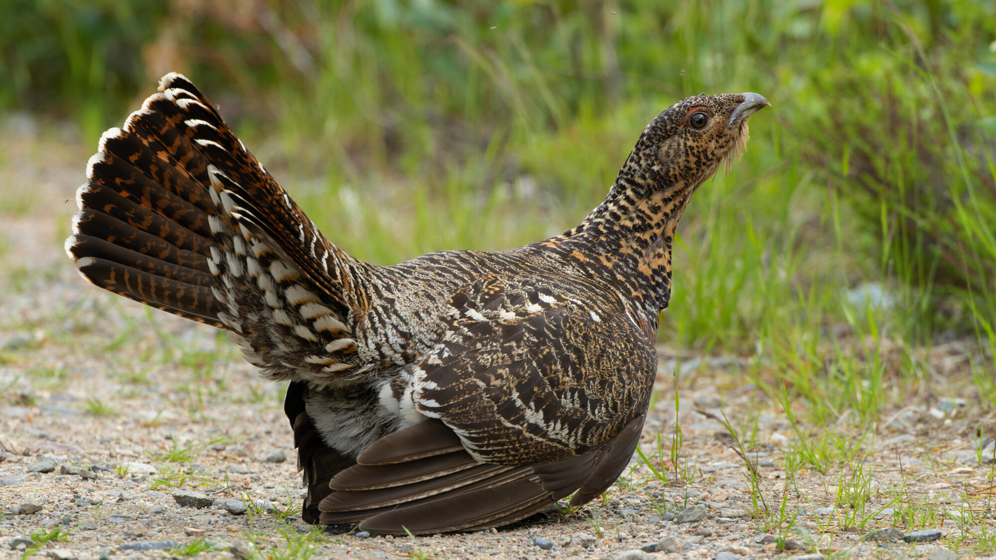 Valokuvaaja: TOMMI KUJALA