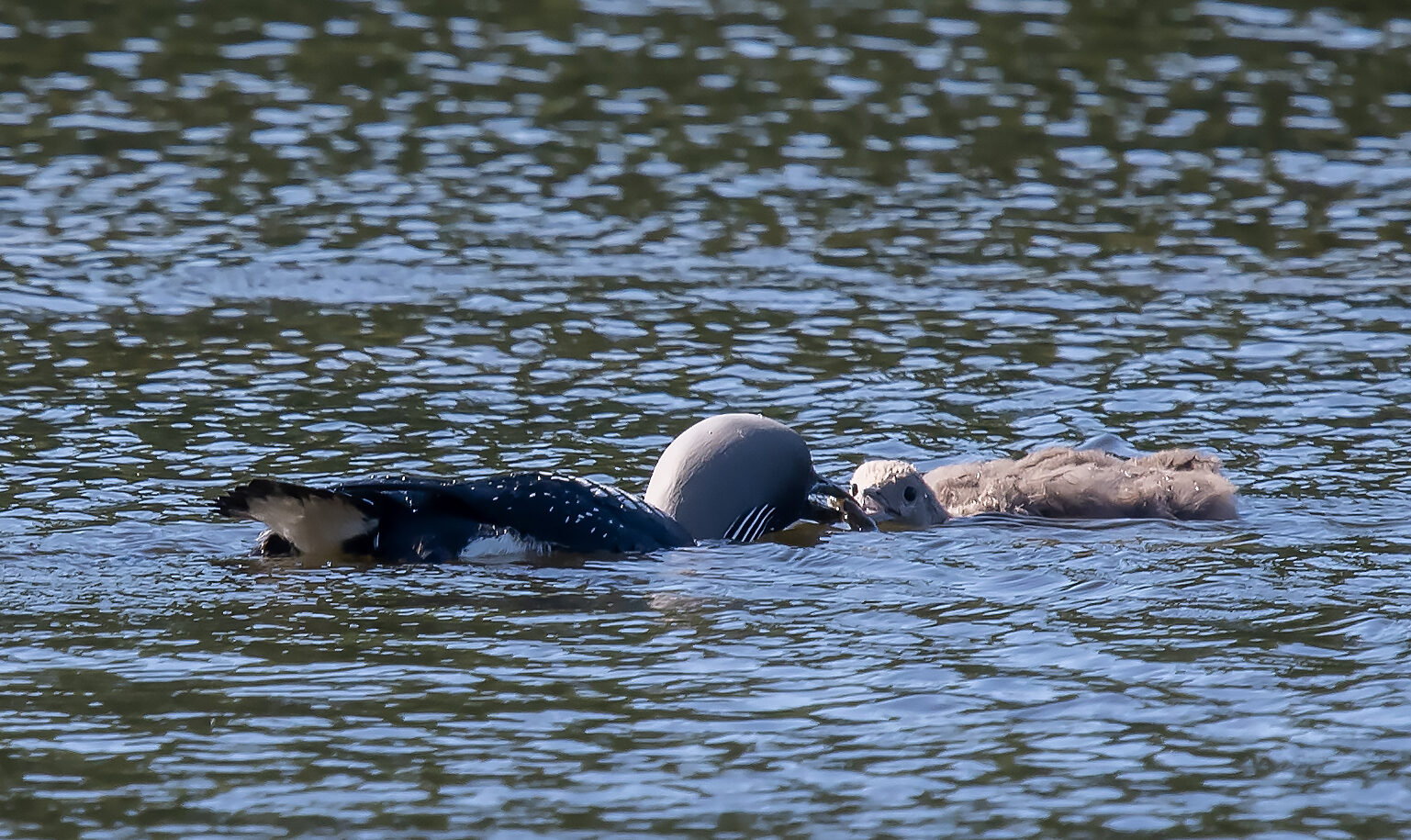 Valokuvaaja: Matti Manninen
