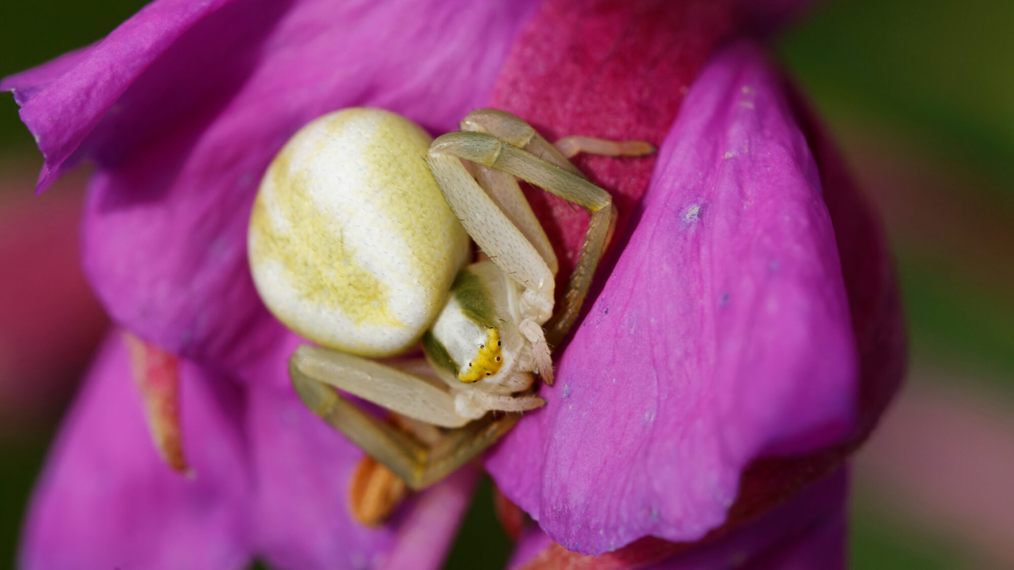Valokuvaaja: TOMMI KUJALA
