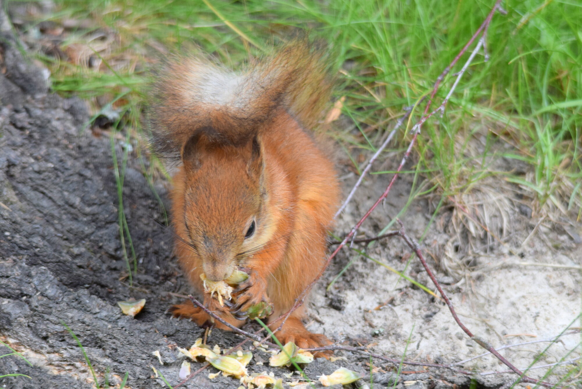 Valokuvaaja: Kaarlo Asikainen