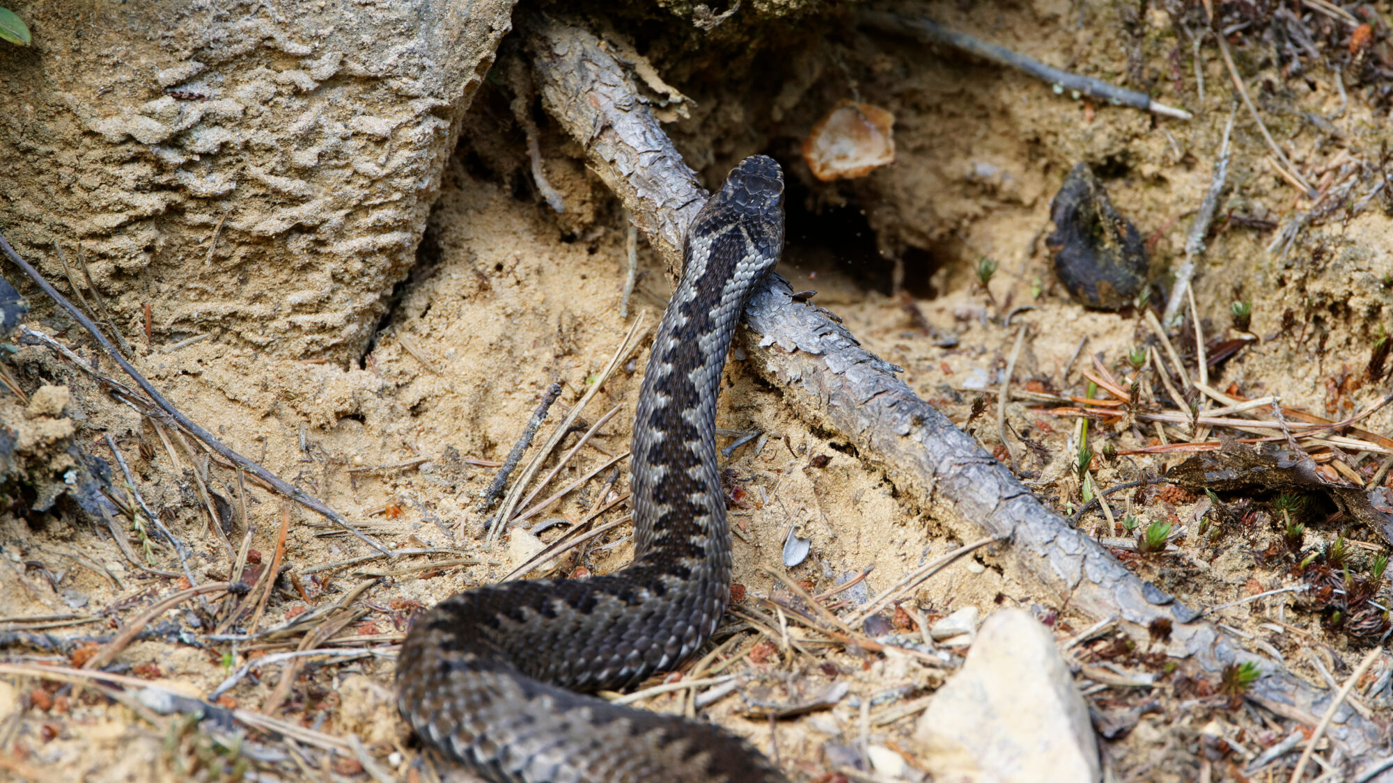 Valokuvaaja: TOMMI KUJALA