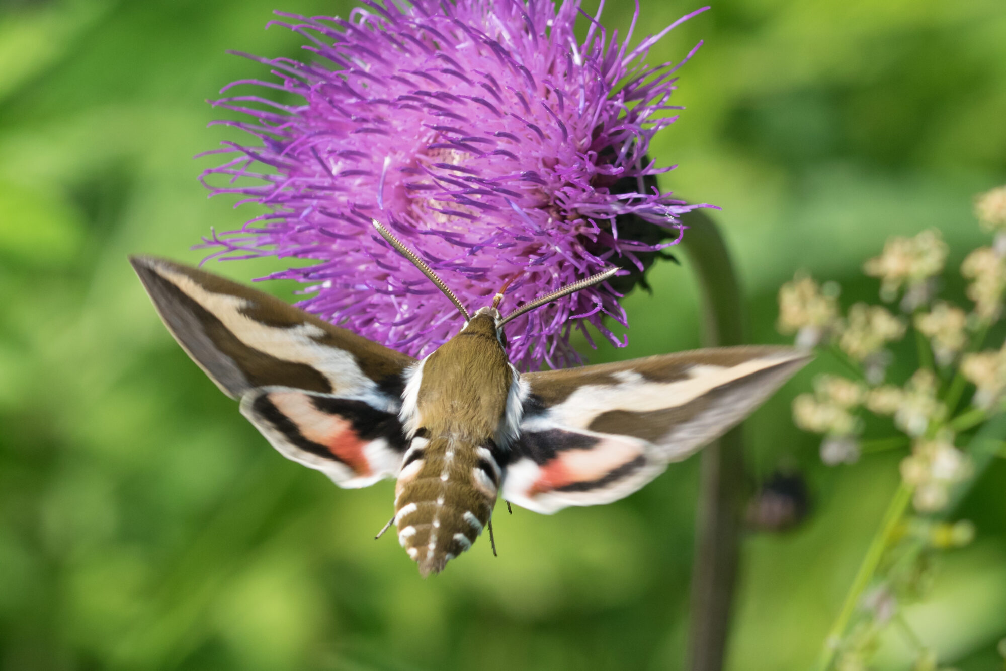 Valokuvaaja: Päivi Mustonen