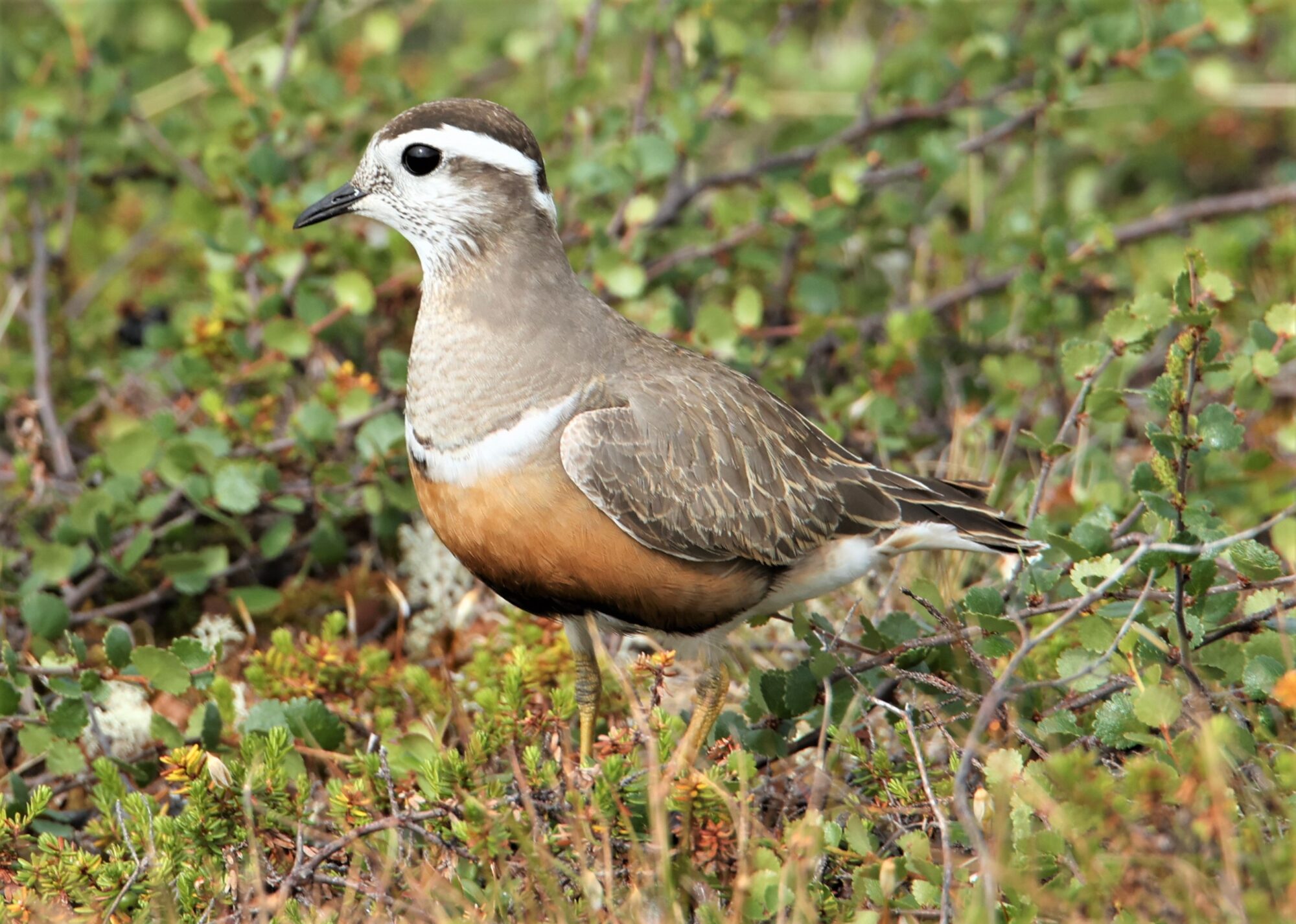 Valokuvaaja: Kaarina Heiskanen