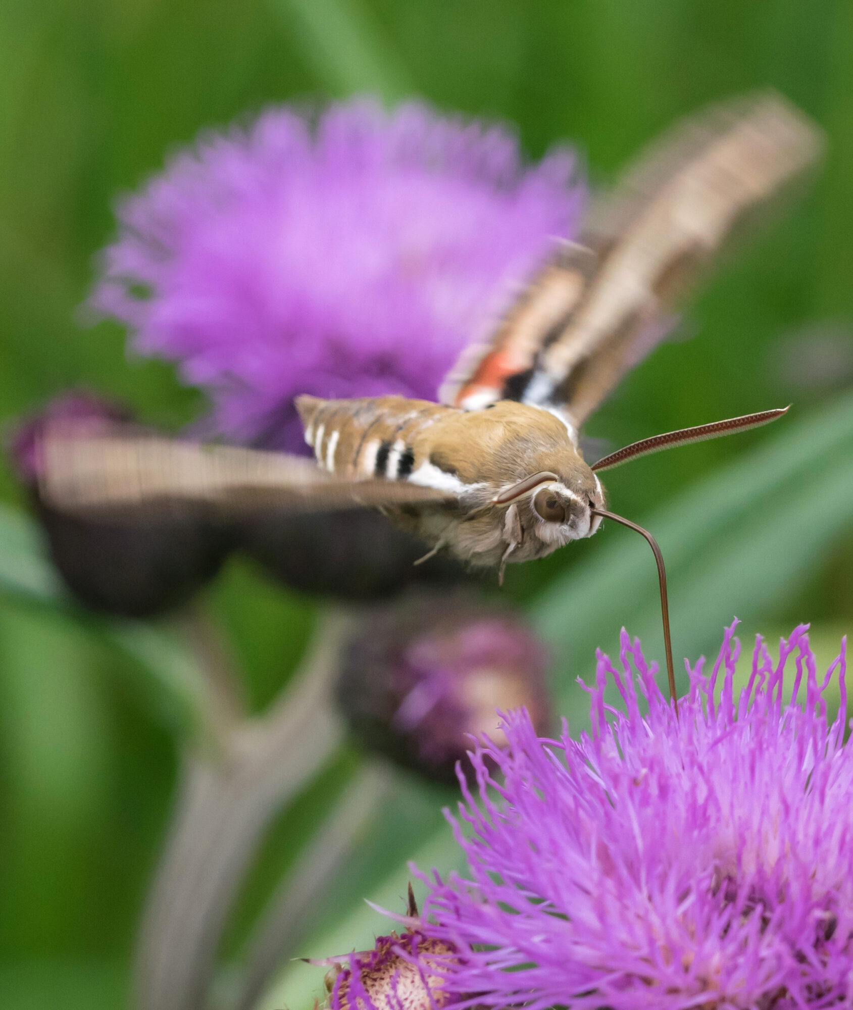 Valokuvaaja: Päivi Mustonen Valokuvaaja: Päivi Mustonen