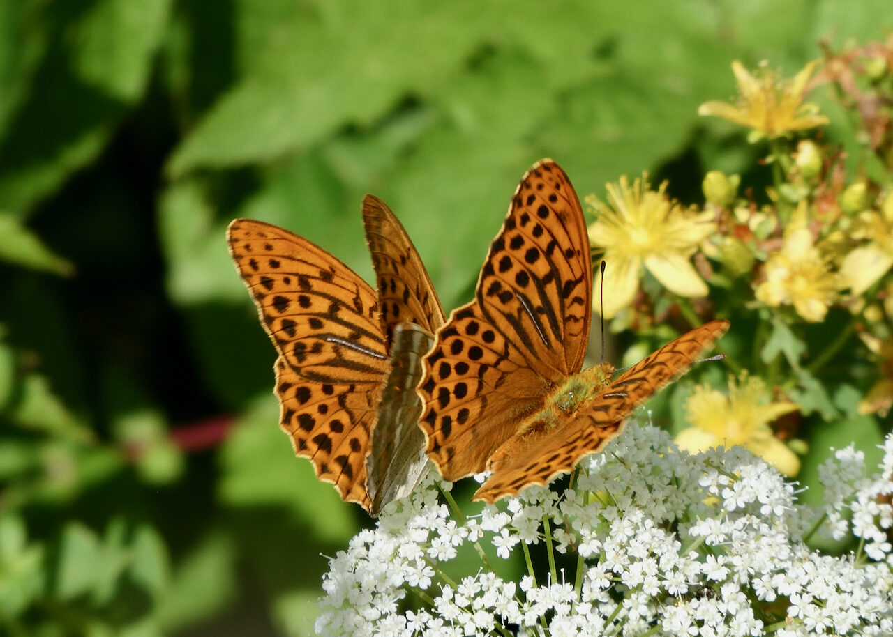 Valokuvaaja: Liisa Niiva-Korpela